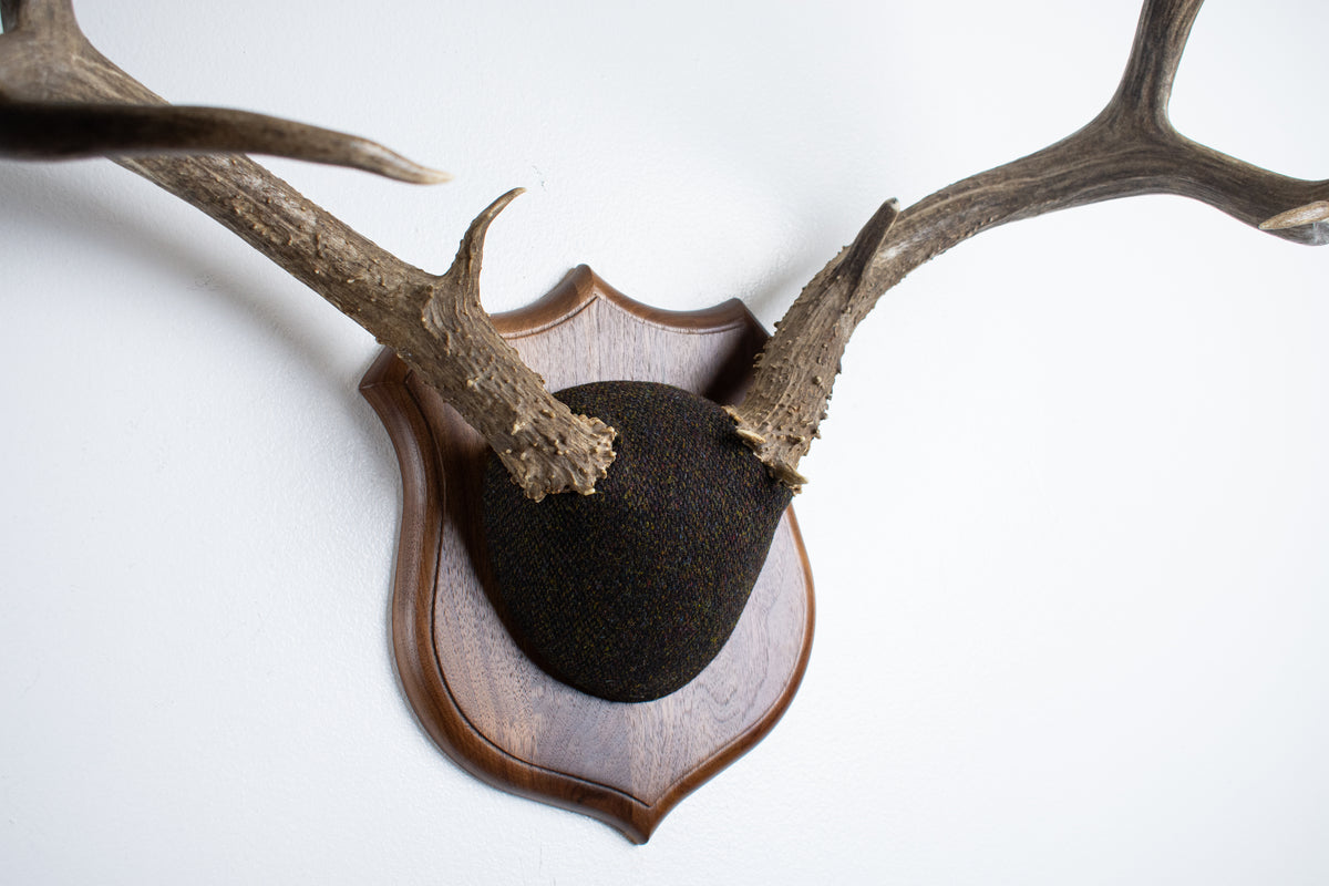 Mule Deer Antler Mount | Green and Brown Barleycorn | 70