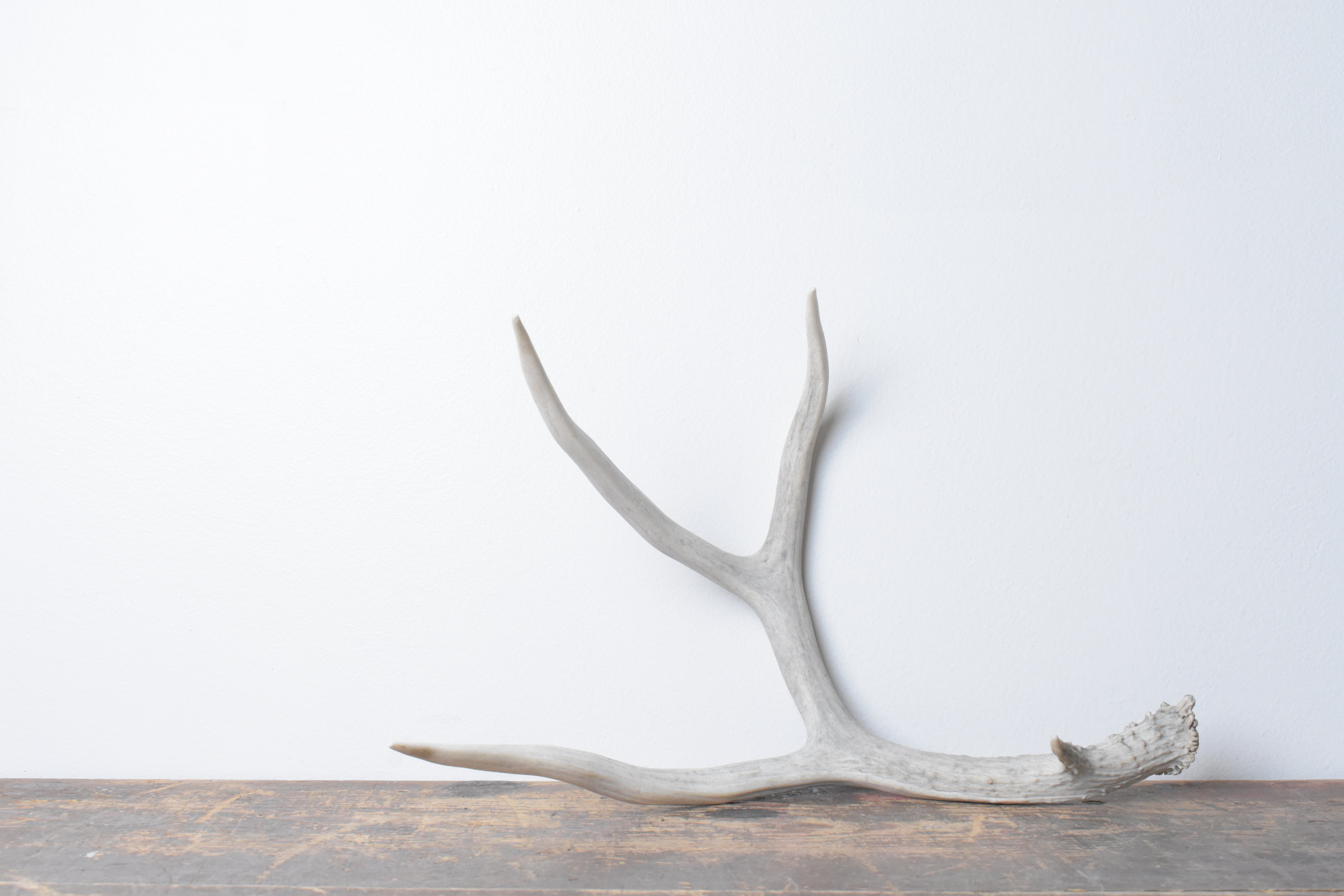 Mule Deer Antler | 36