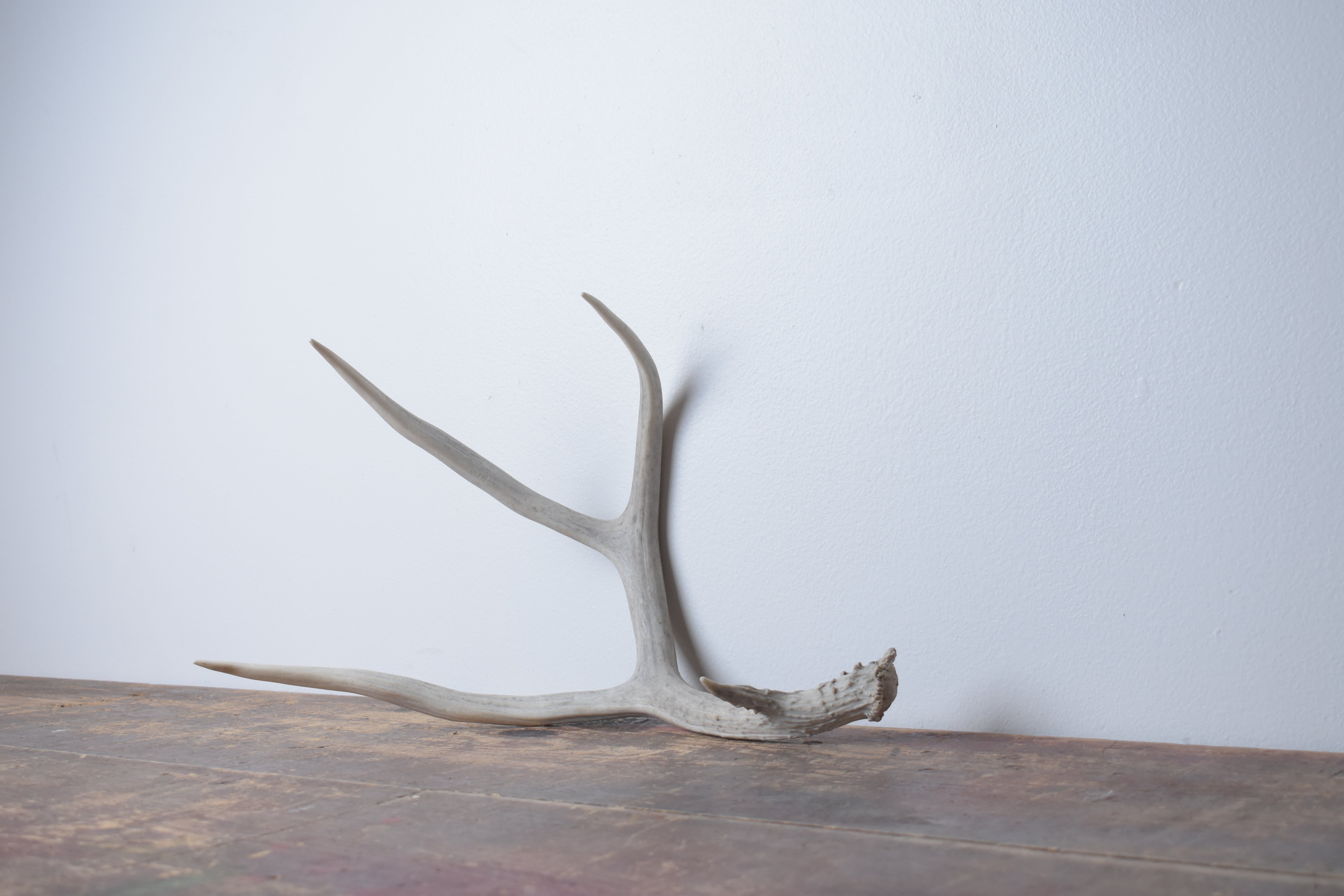 Mule Deer Antler | 36