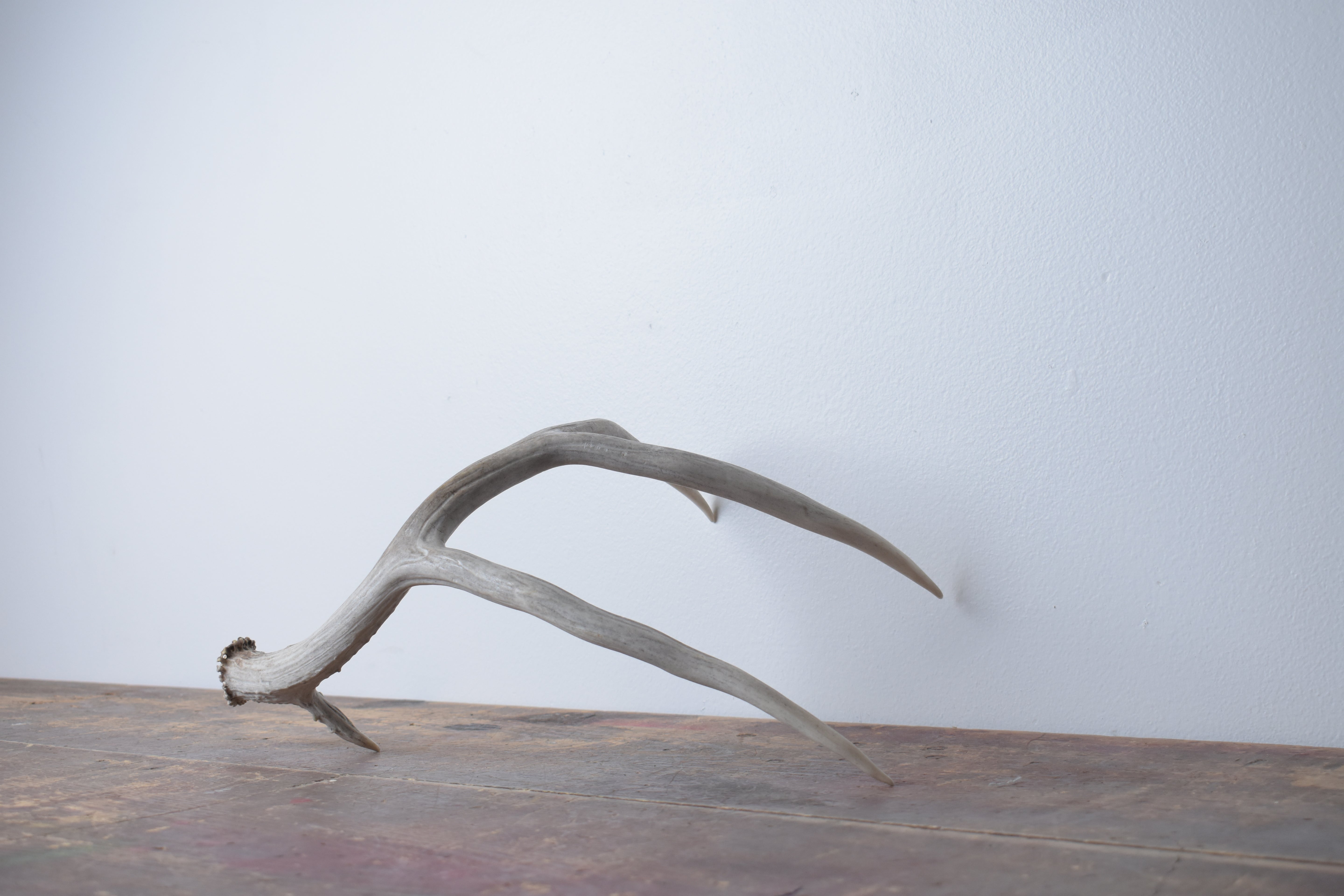 Mule Deer Antler | 36