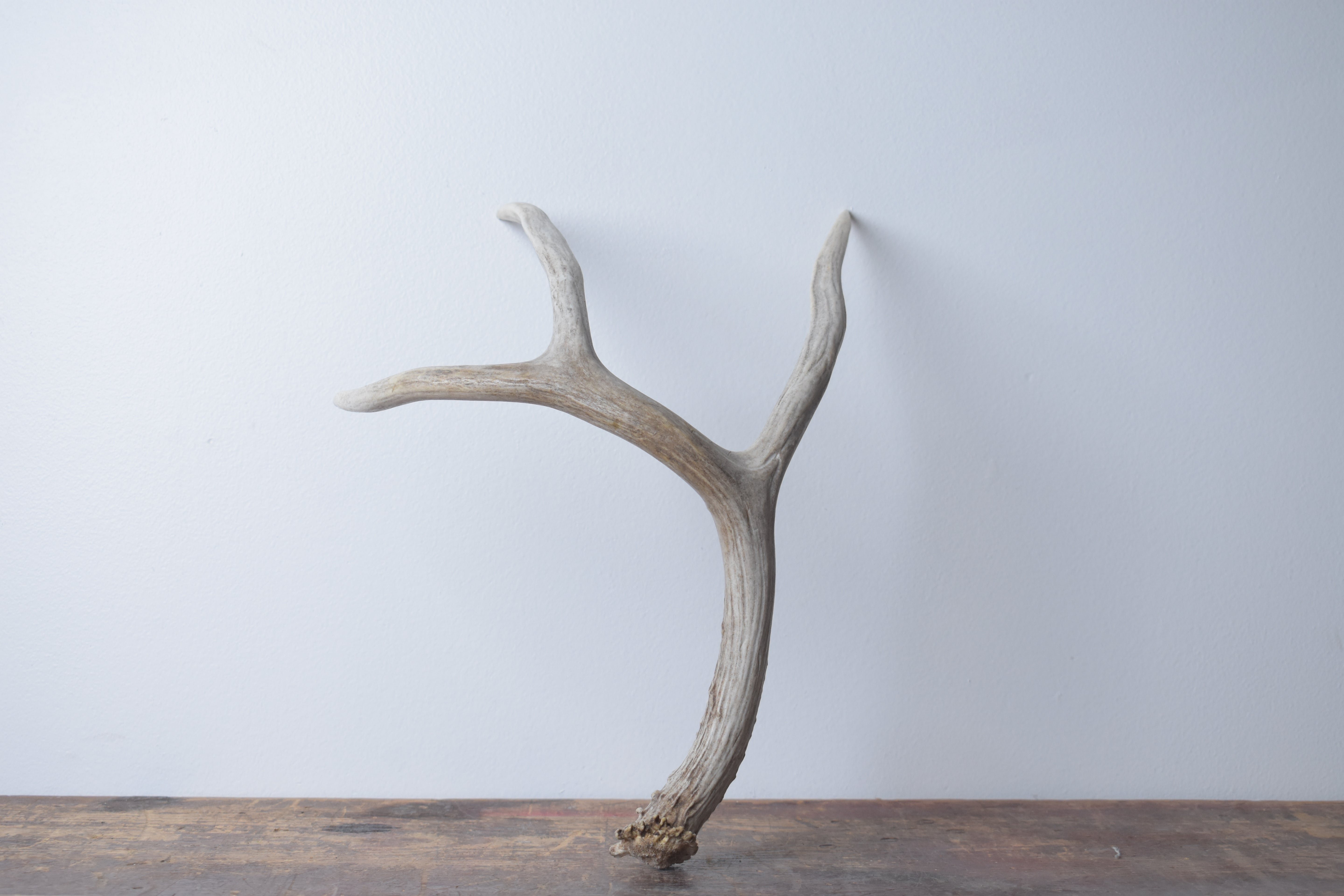 Mule Deer Antler | 36