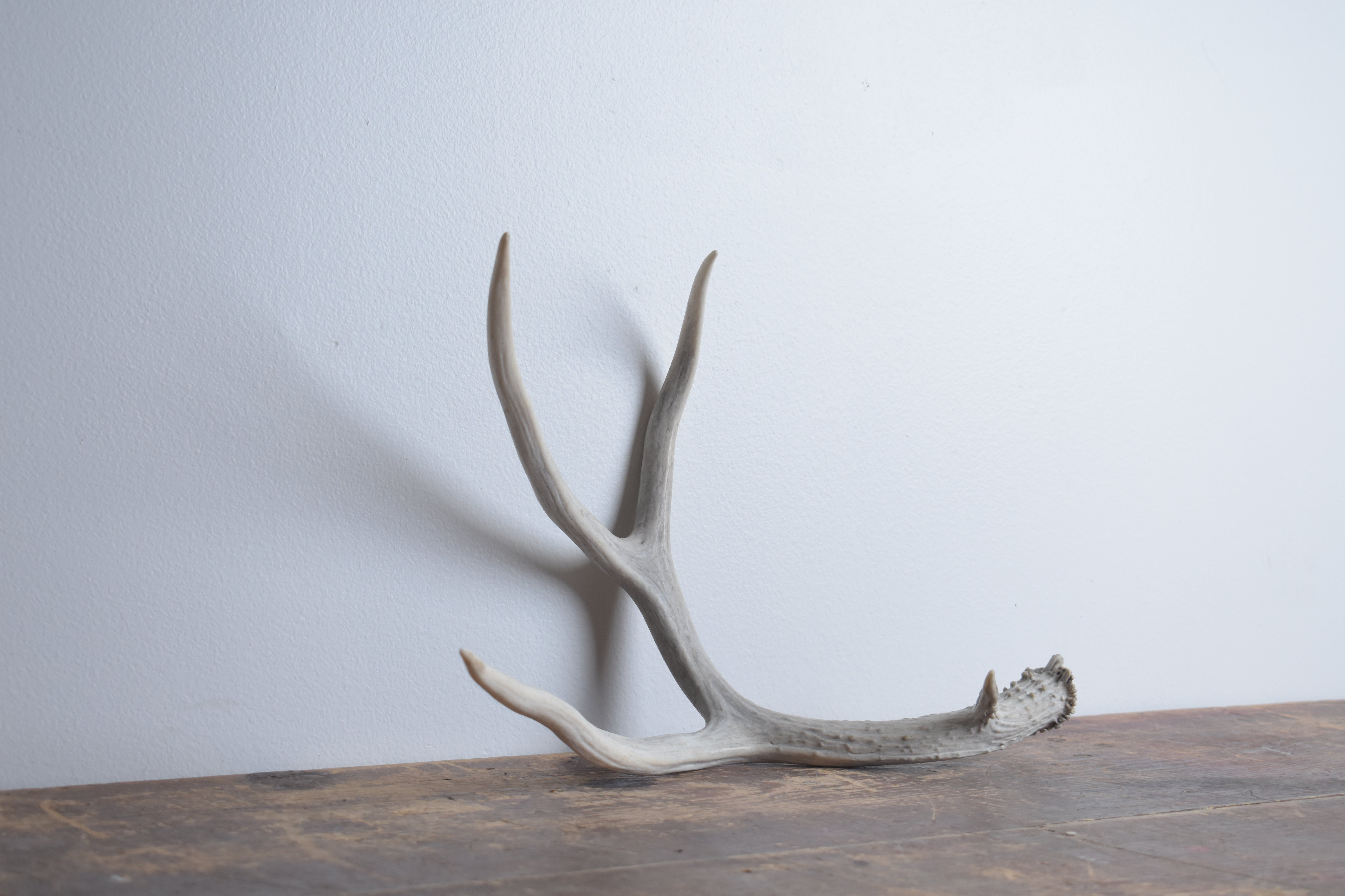 Mule Deer Antler | 36