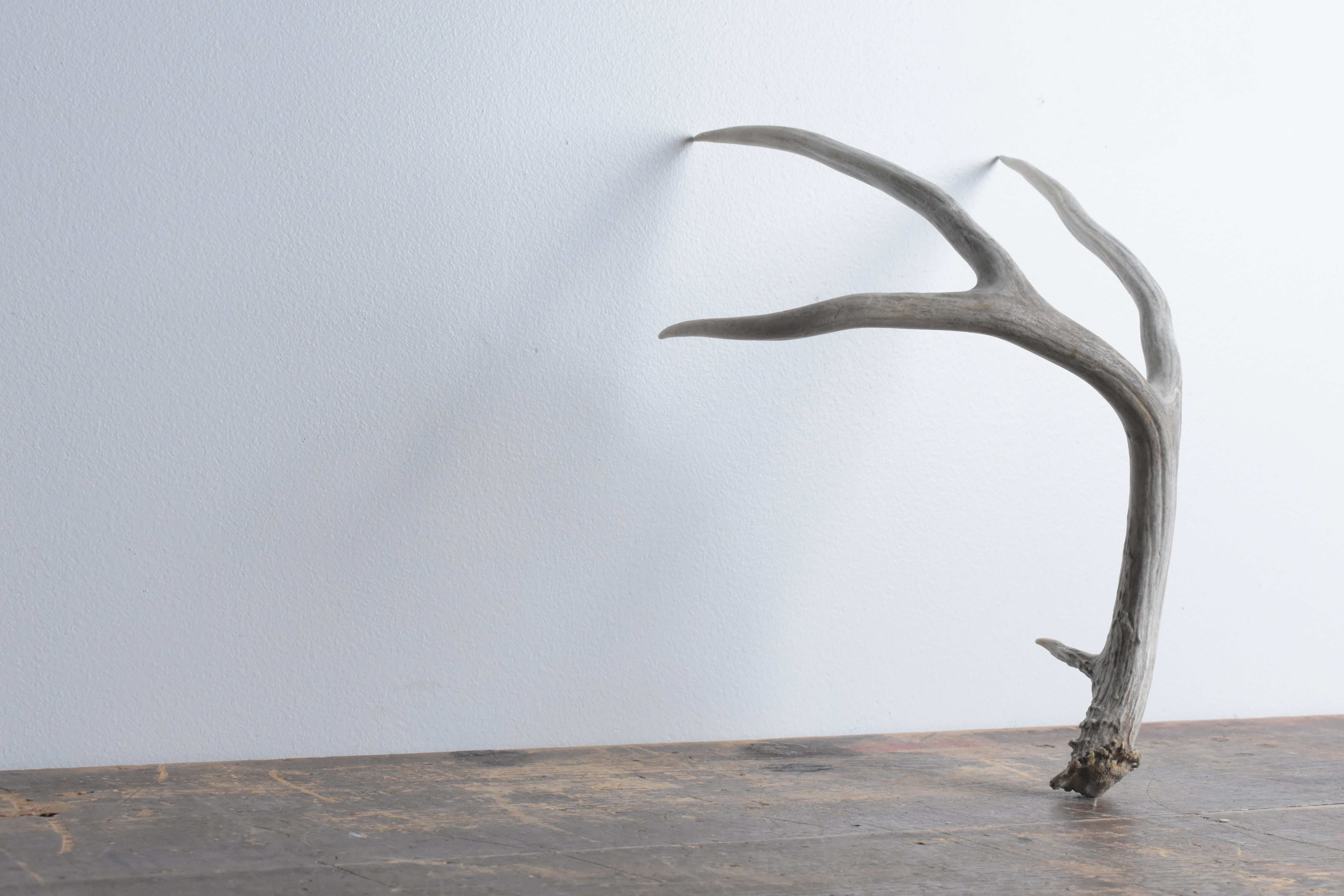 Mule Deer Antler | 36