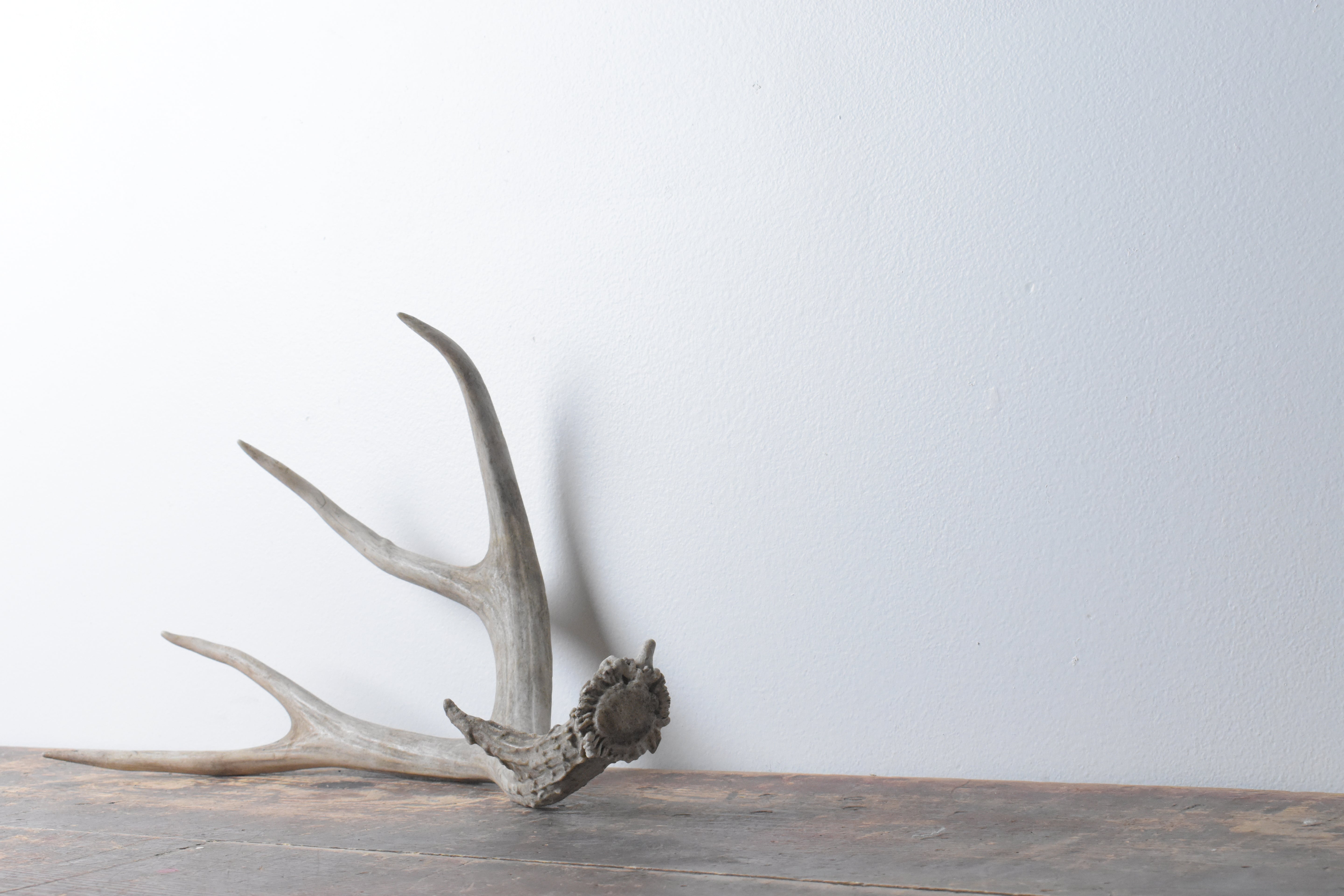 Mule Deer Antler | Medium Size | 35