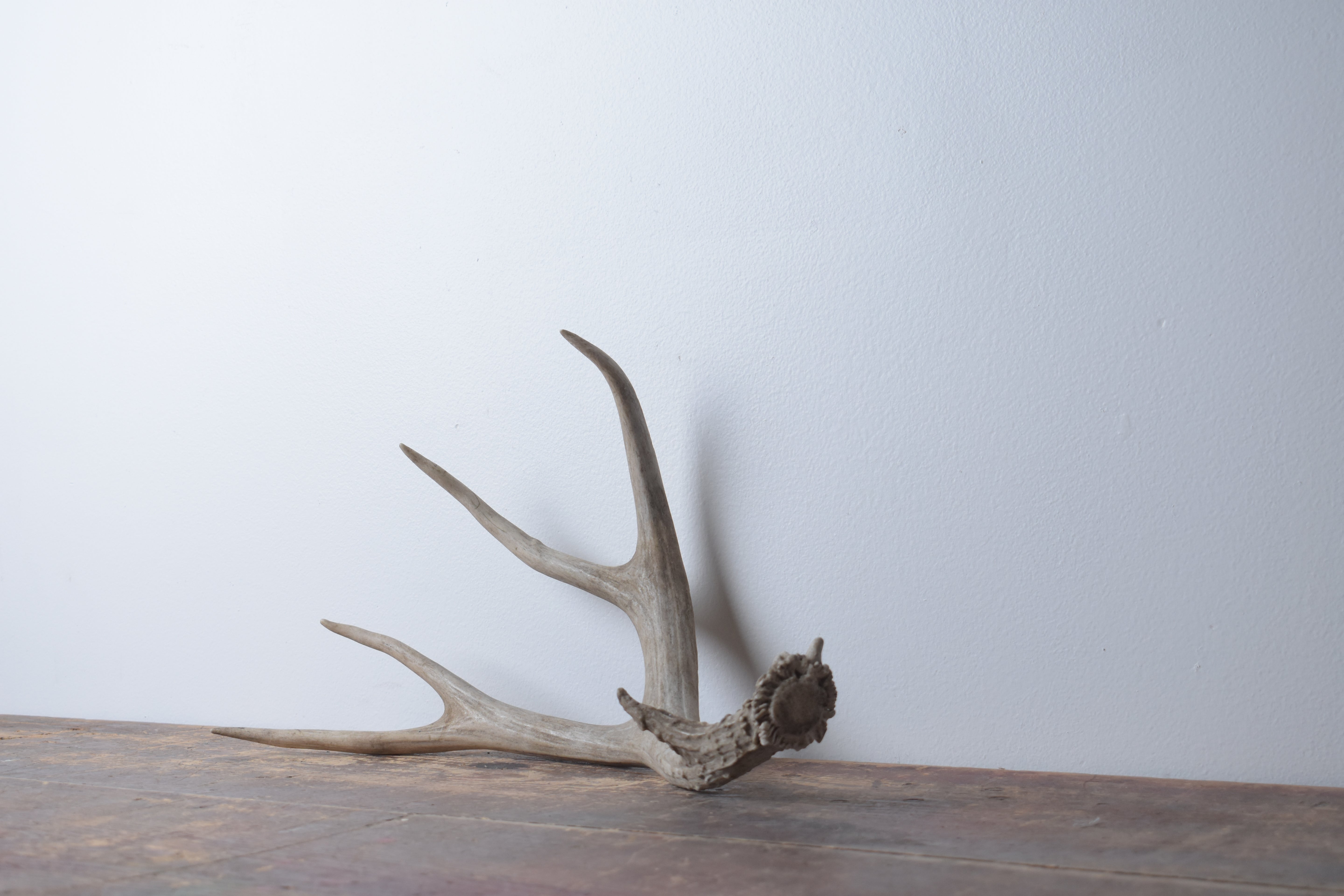 Mule Deer Antler | Medium Size | 35