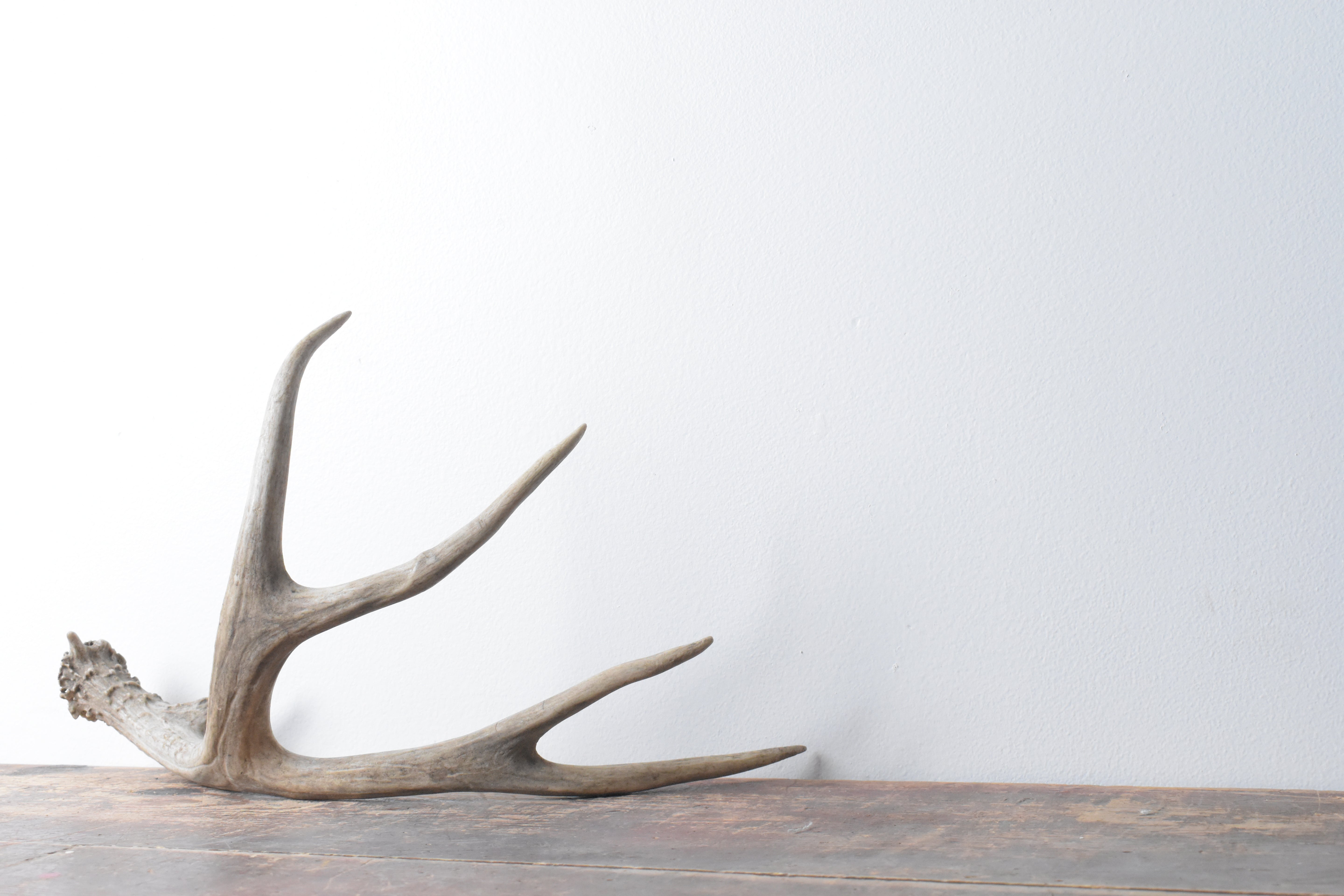 Mule Deer Antler | Medium Size | 35