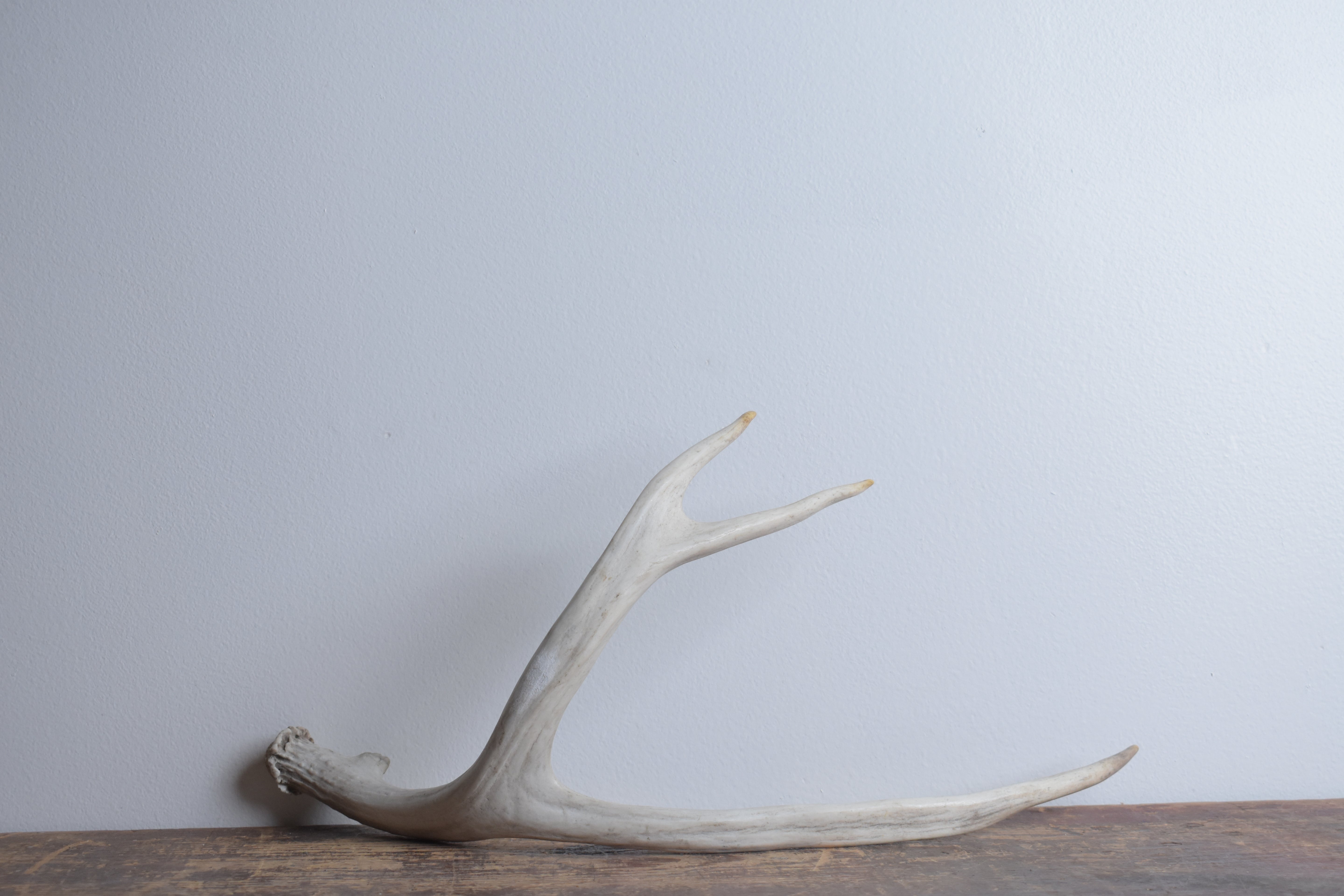 Mule Deer Antler | Large Size | 40
