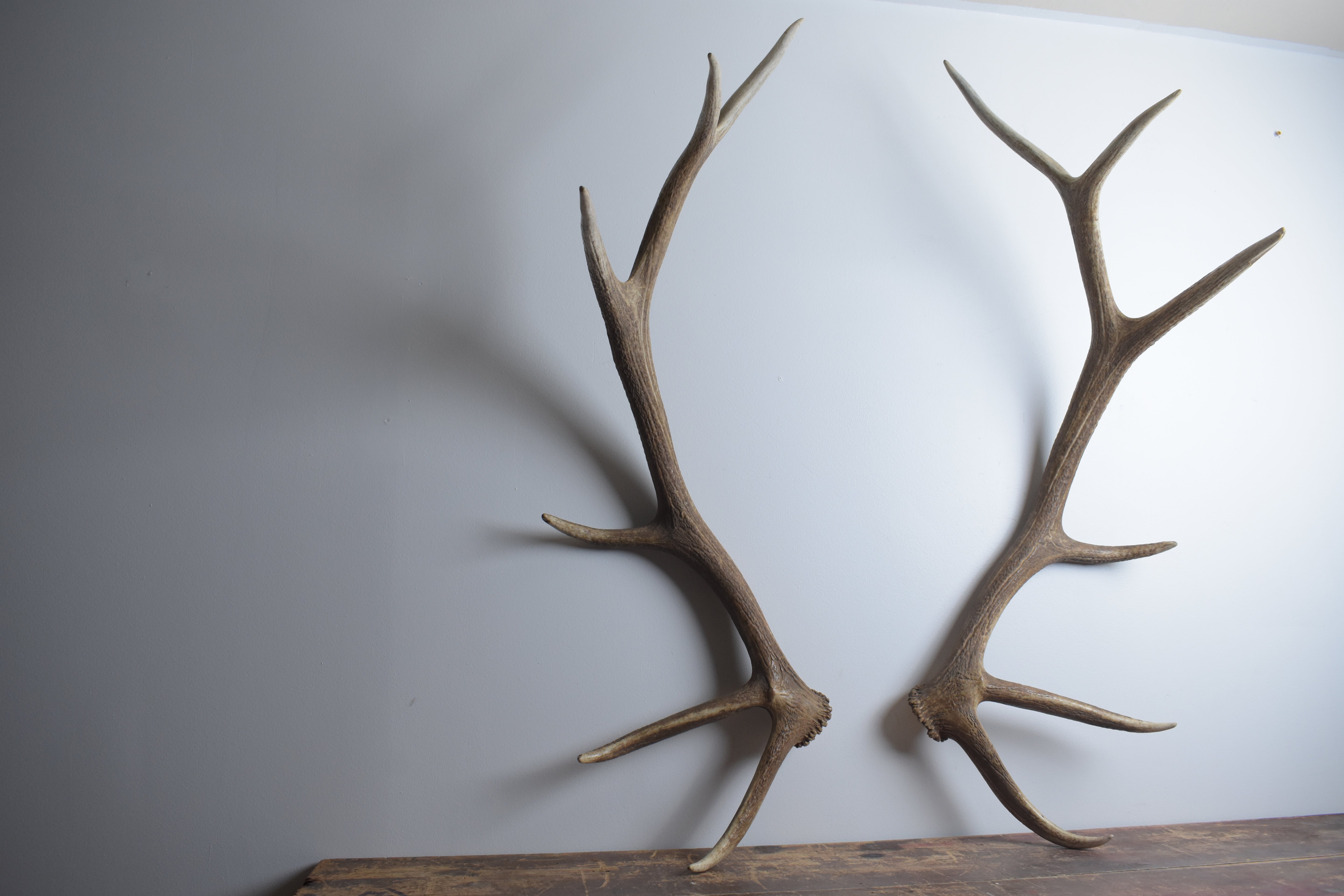 Elk Antler Set | 53