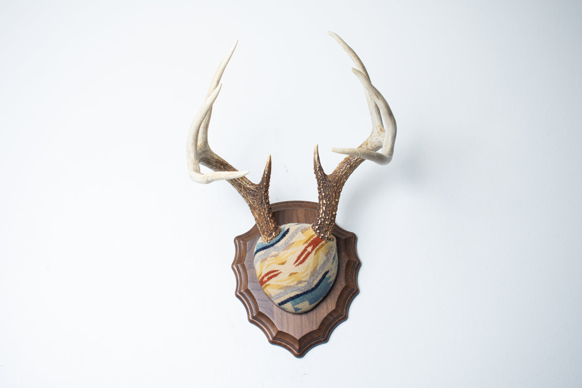 Whitetail Deer Antler Mount | Camas | 32