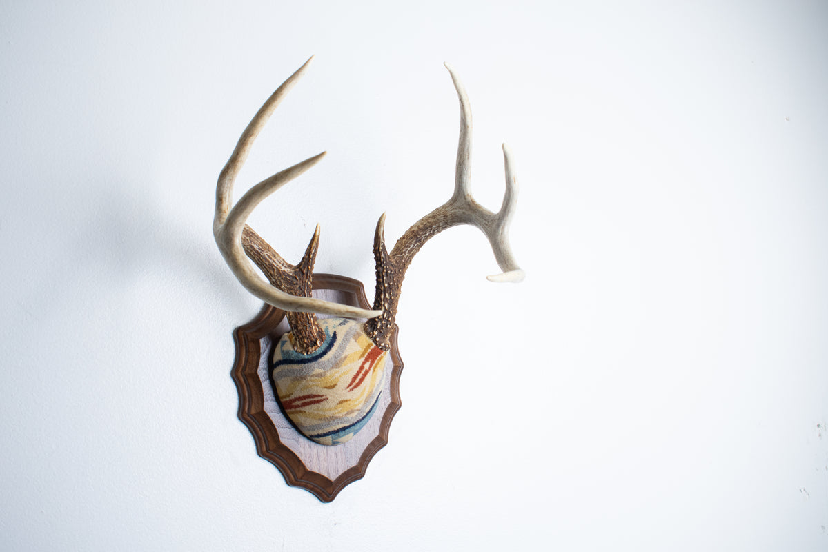 Whitetail Deer Antler Mount | Camas | 32
