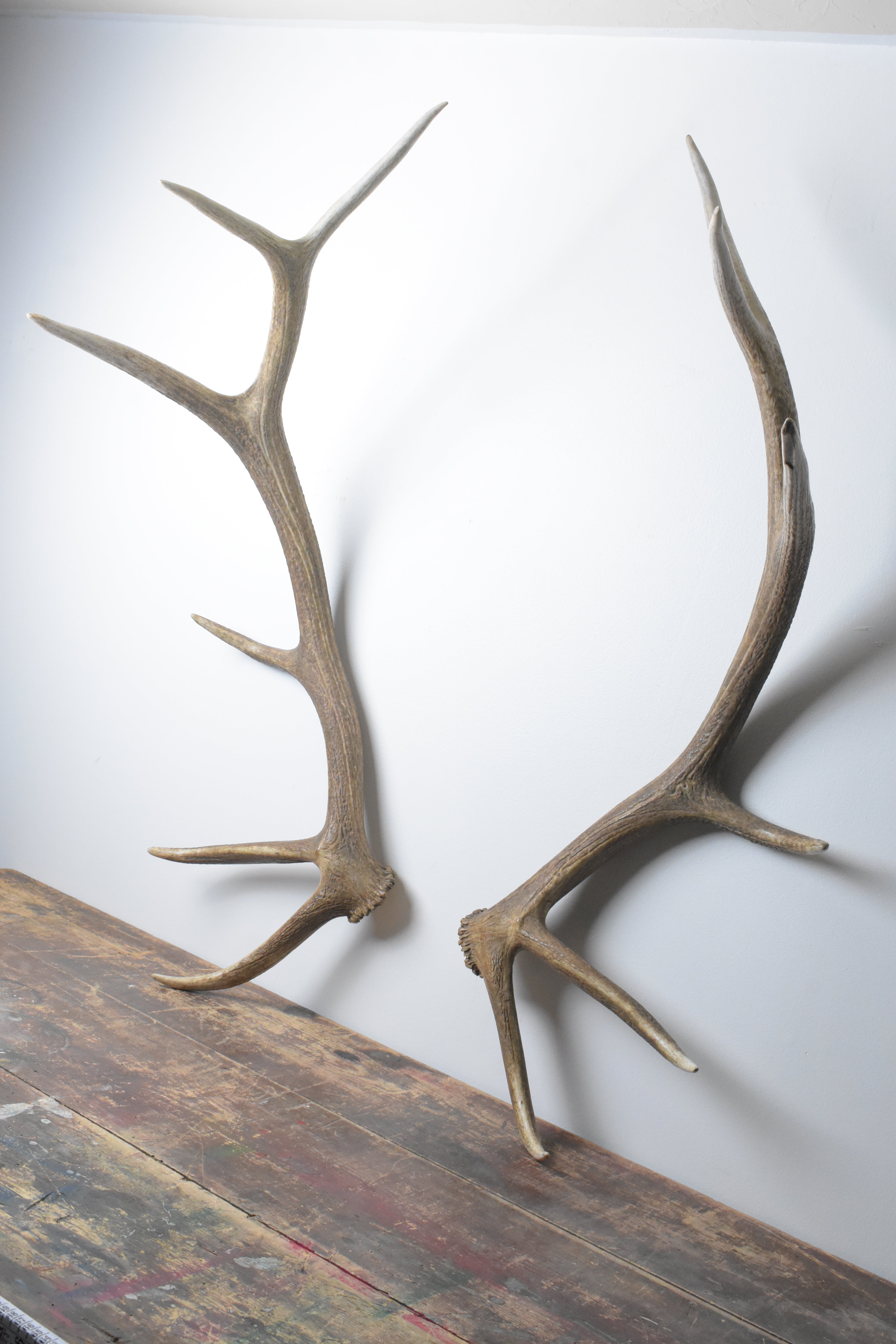 Elk Antler Set | 53