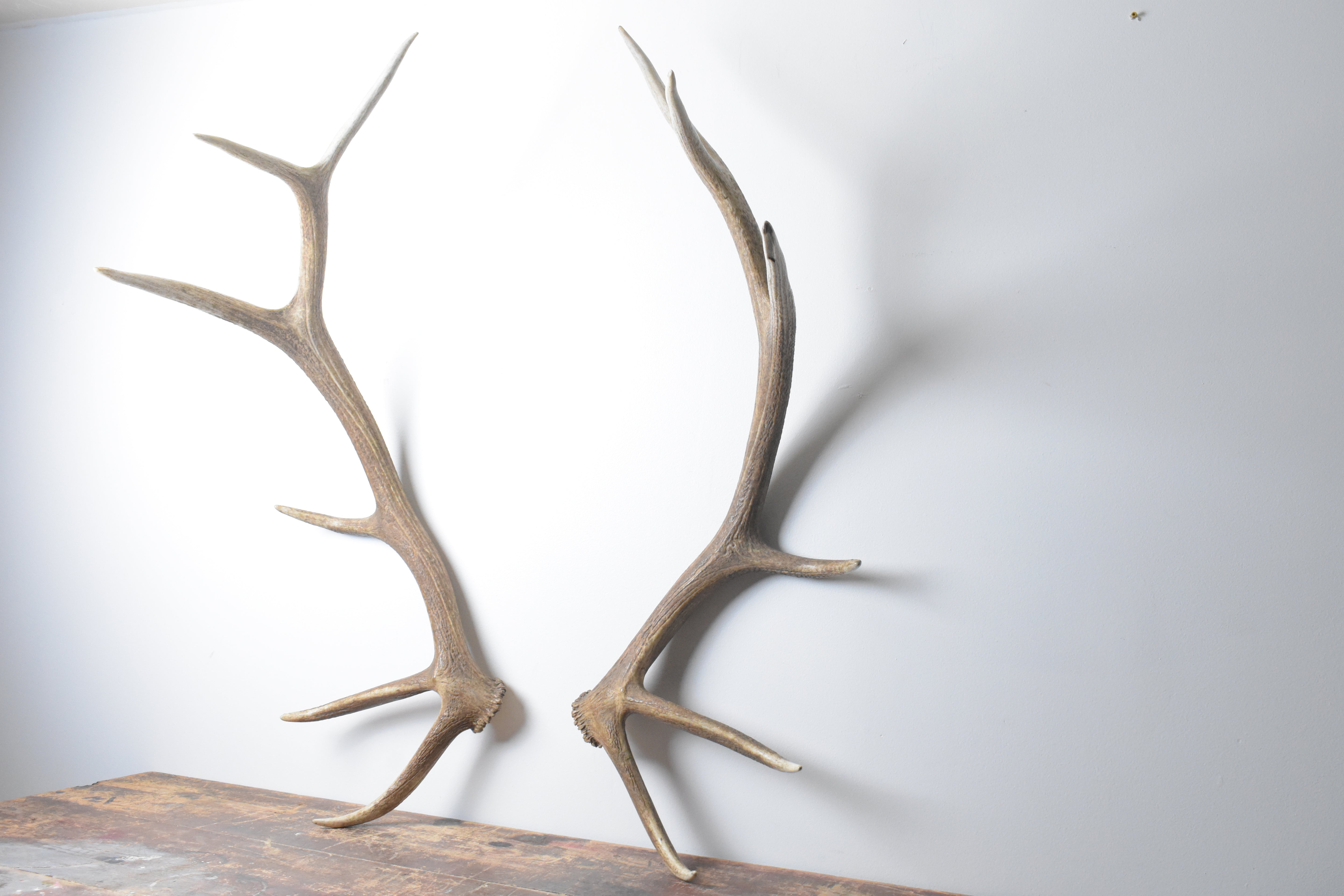 Elk Antler Set | 53