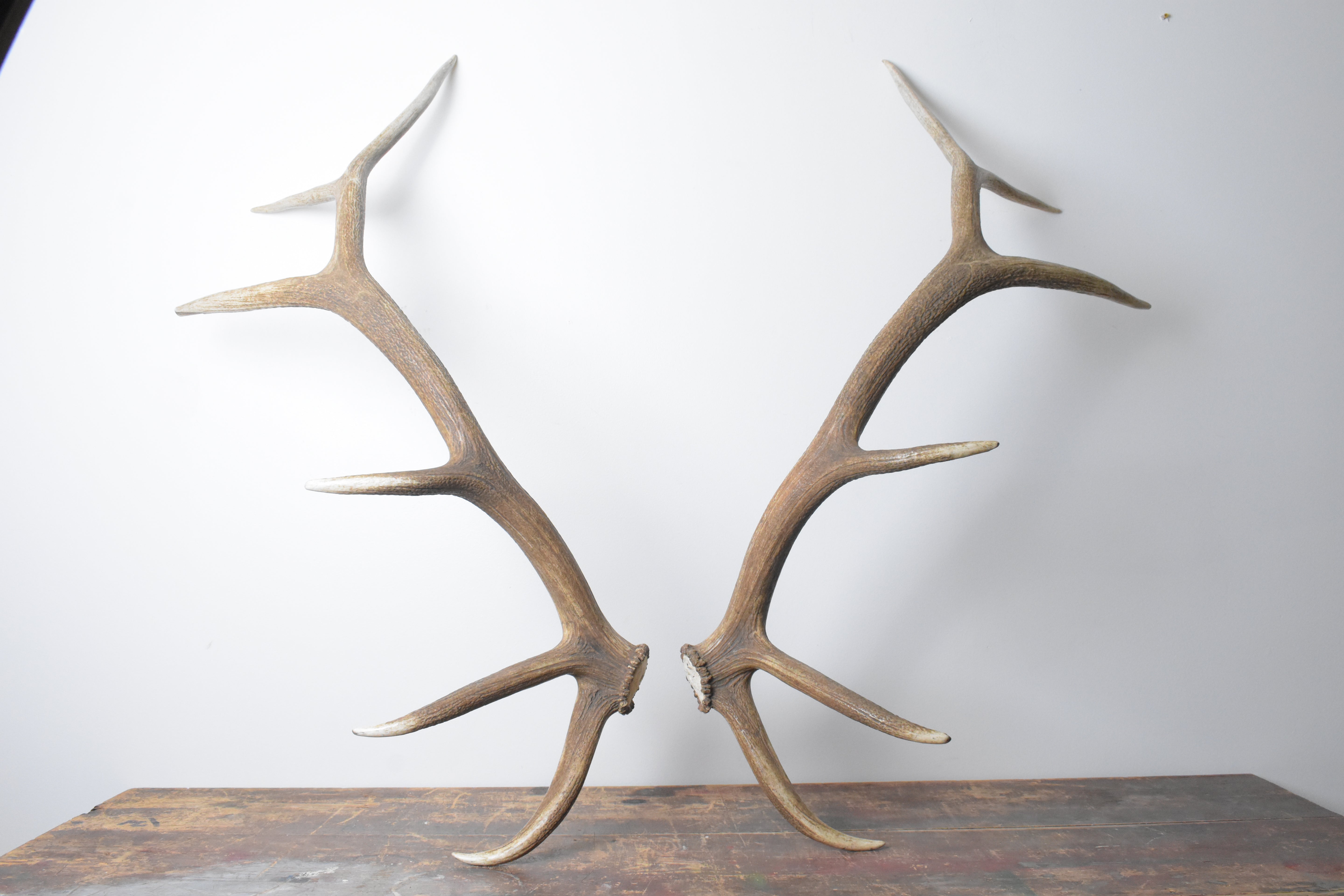 Elk Antler Set | 53