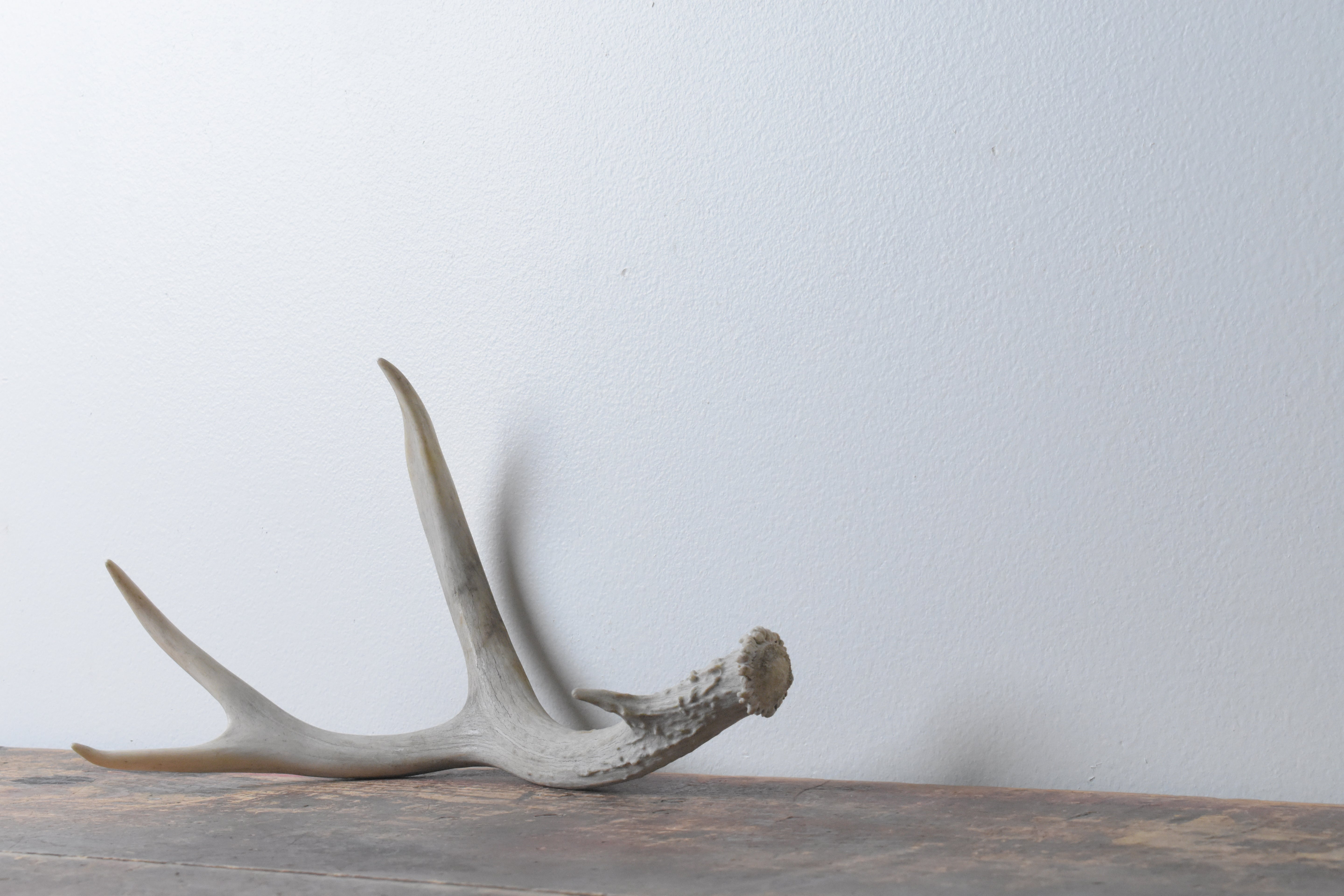 Mule Deer Antler | Small Size | 50