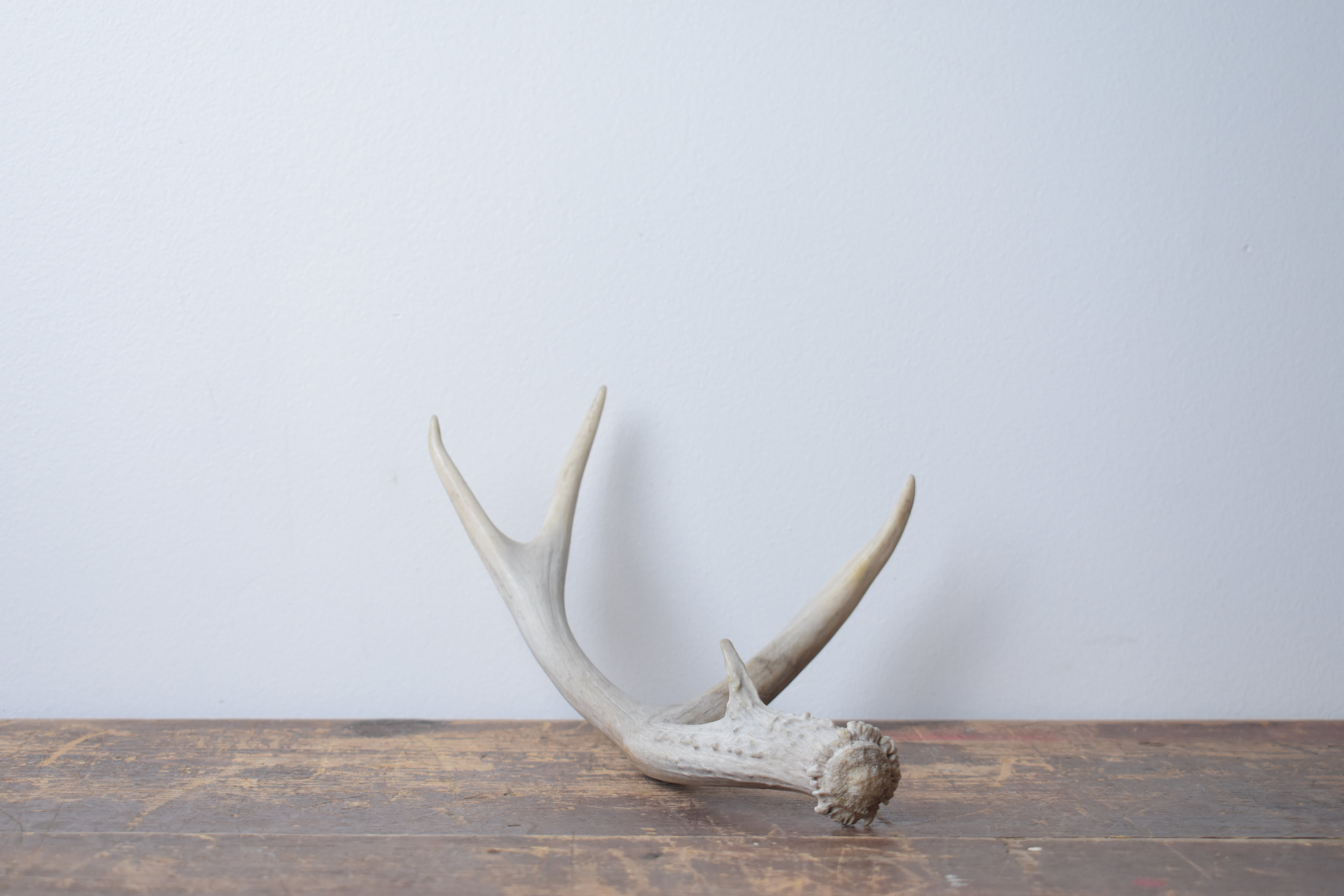 Mule Deer Antler | Small Size | 50