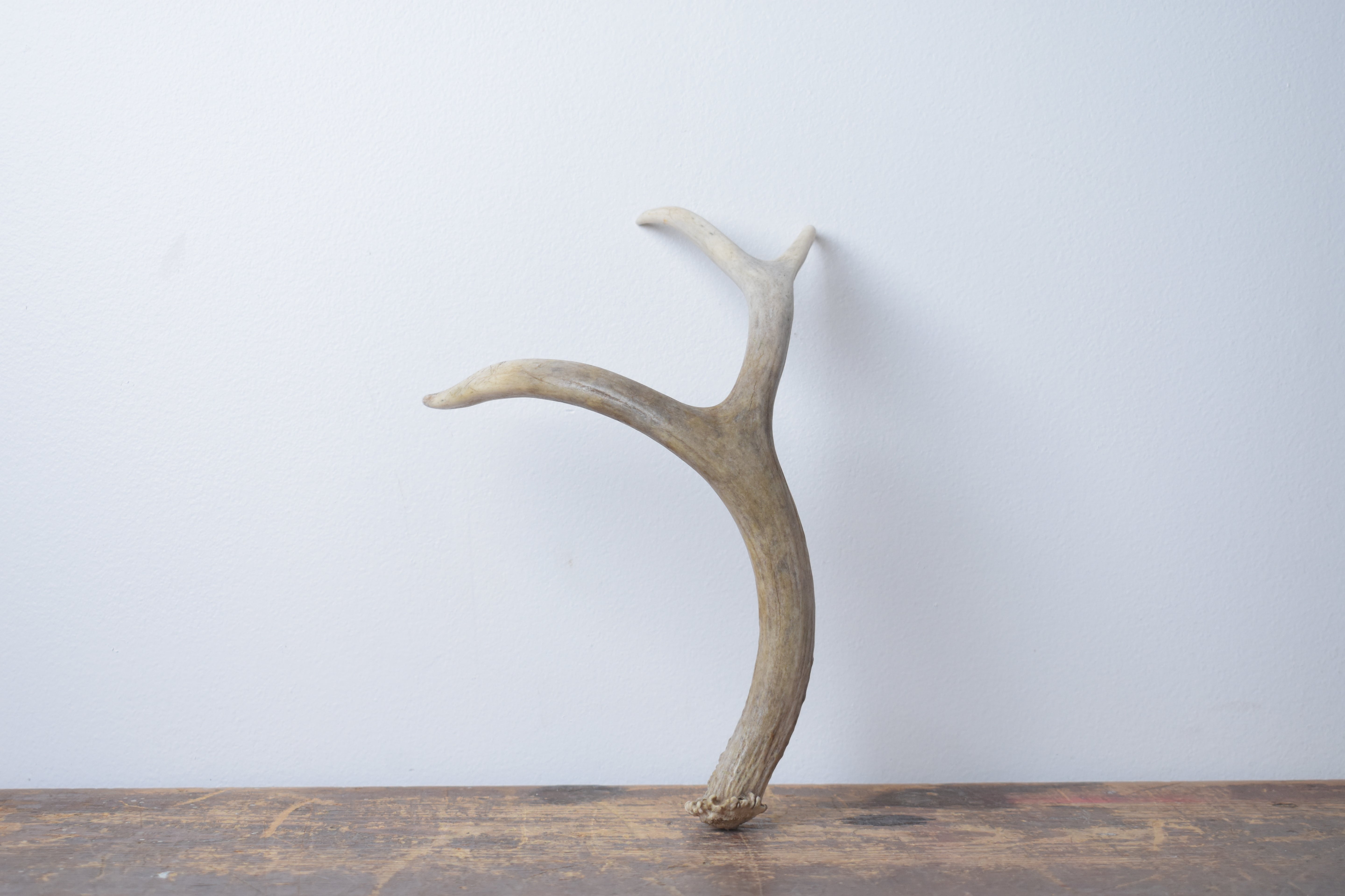 Mule Deer Antler | Small Size | 50