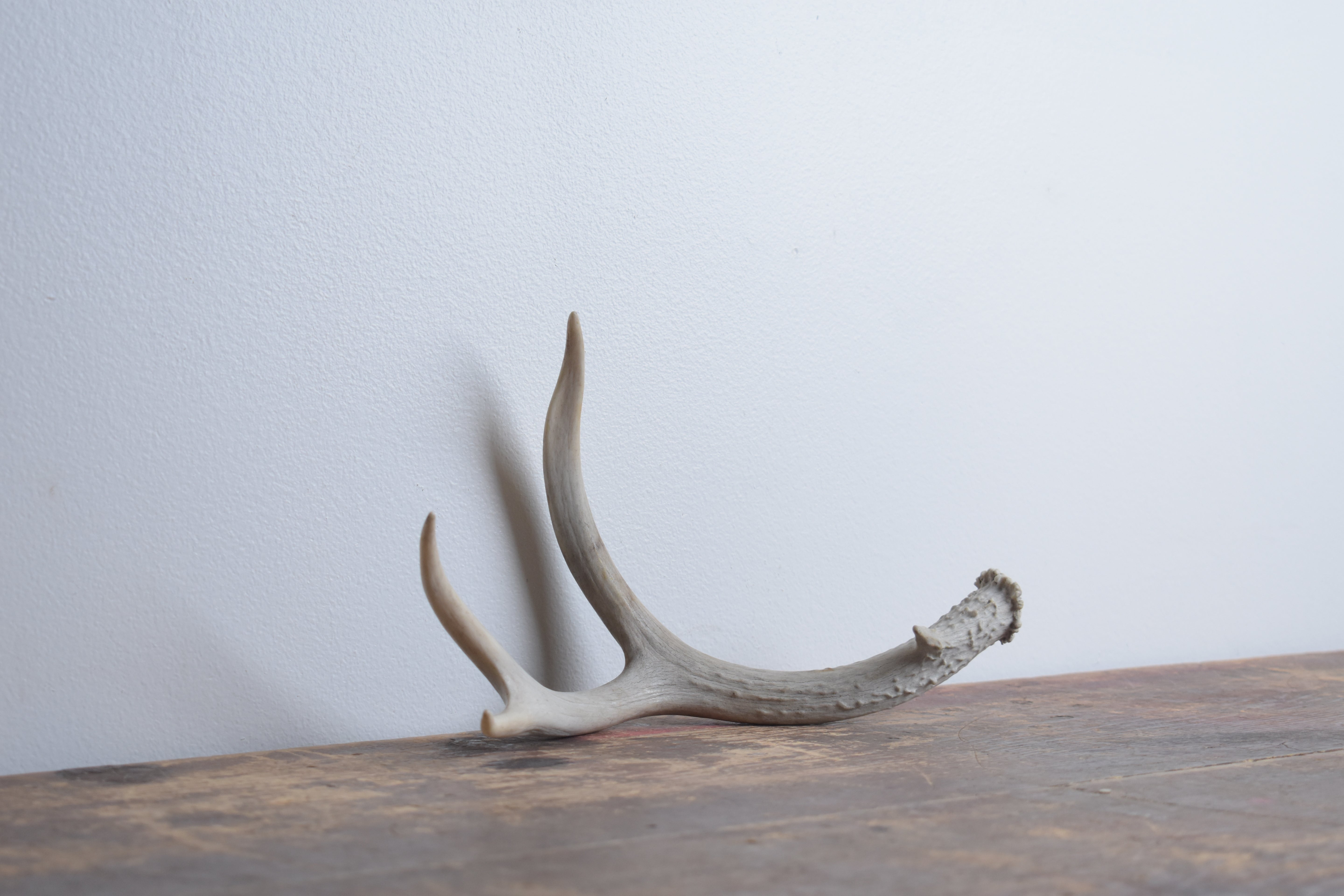 Mule Deer Antler | Small Size | 50