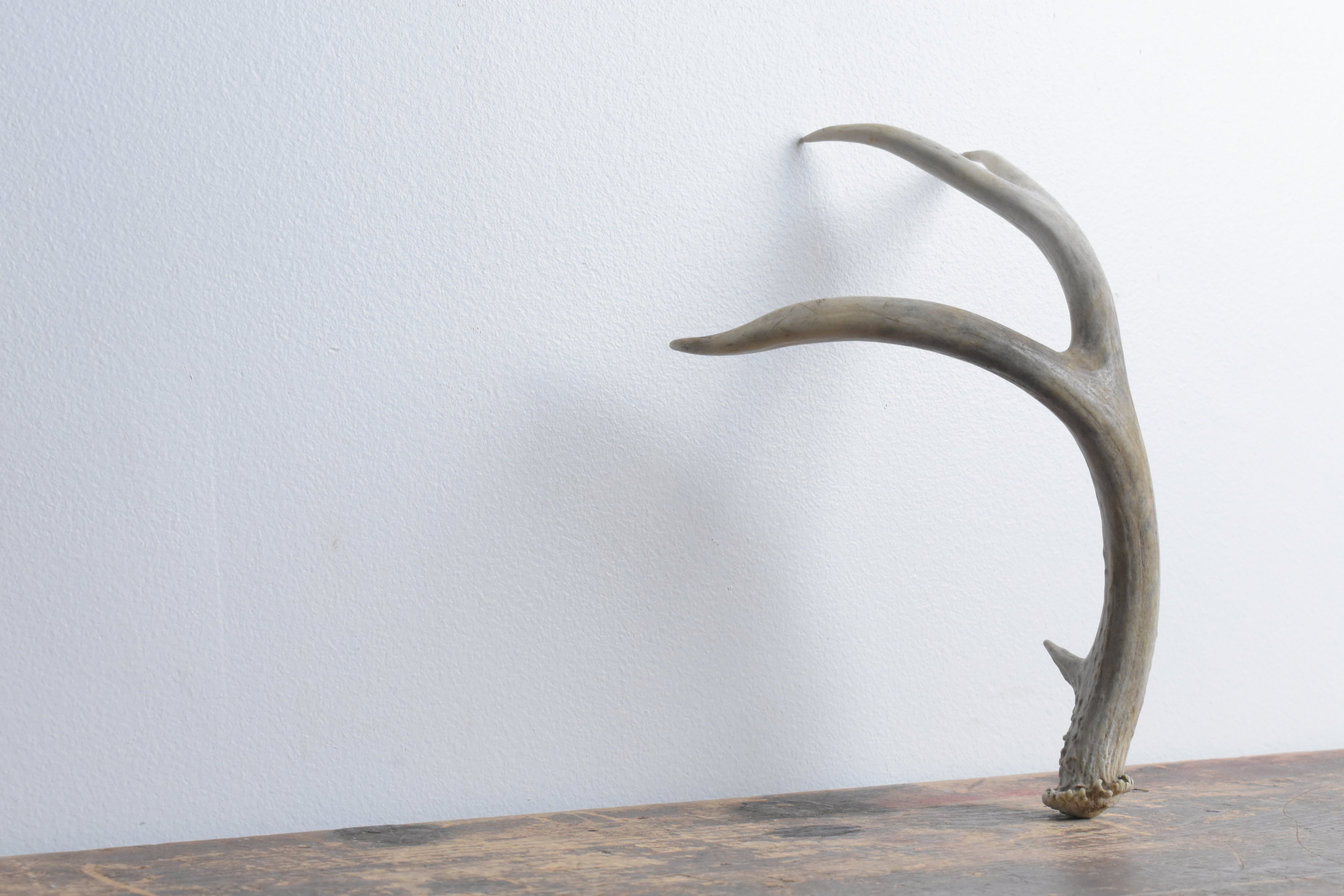 Mule Deer Antler | Small Size | 50