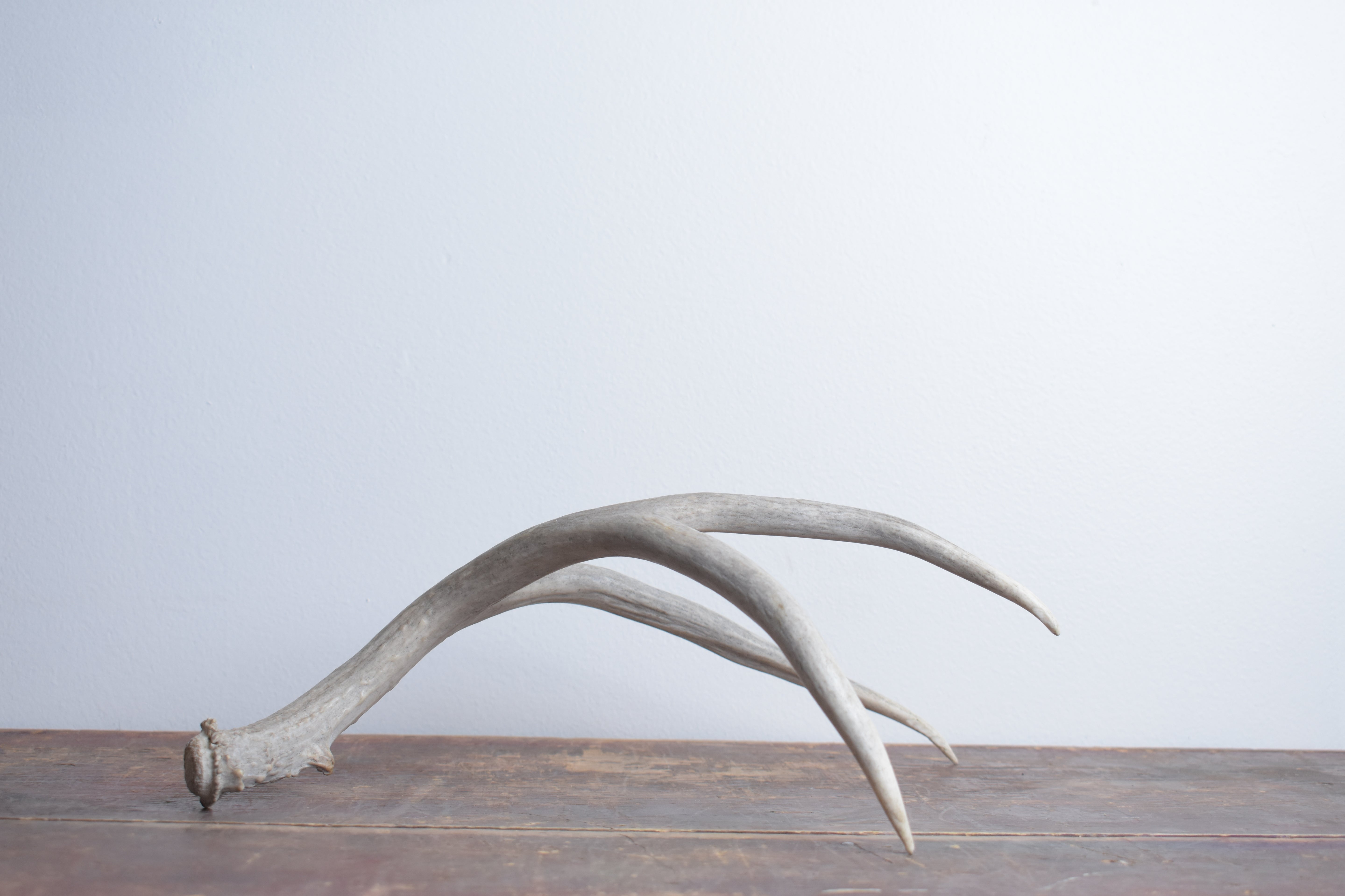 Mule Deer Antler | Medium Size | 22