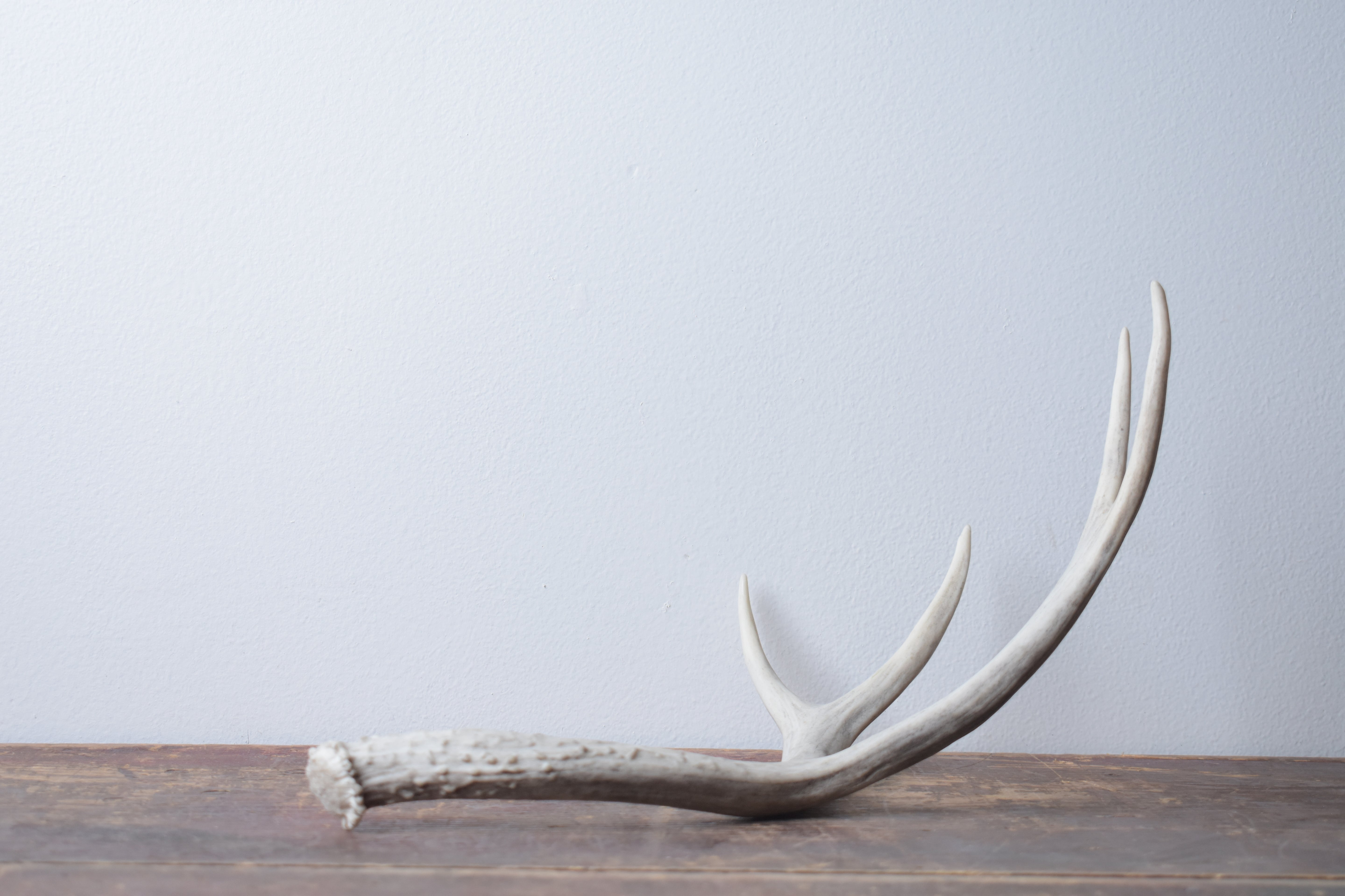 Mule Deer Antler | Medium Size | 51
