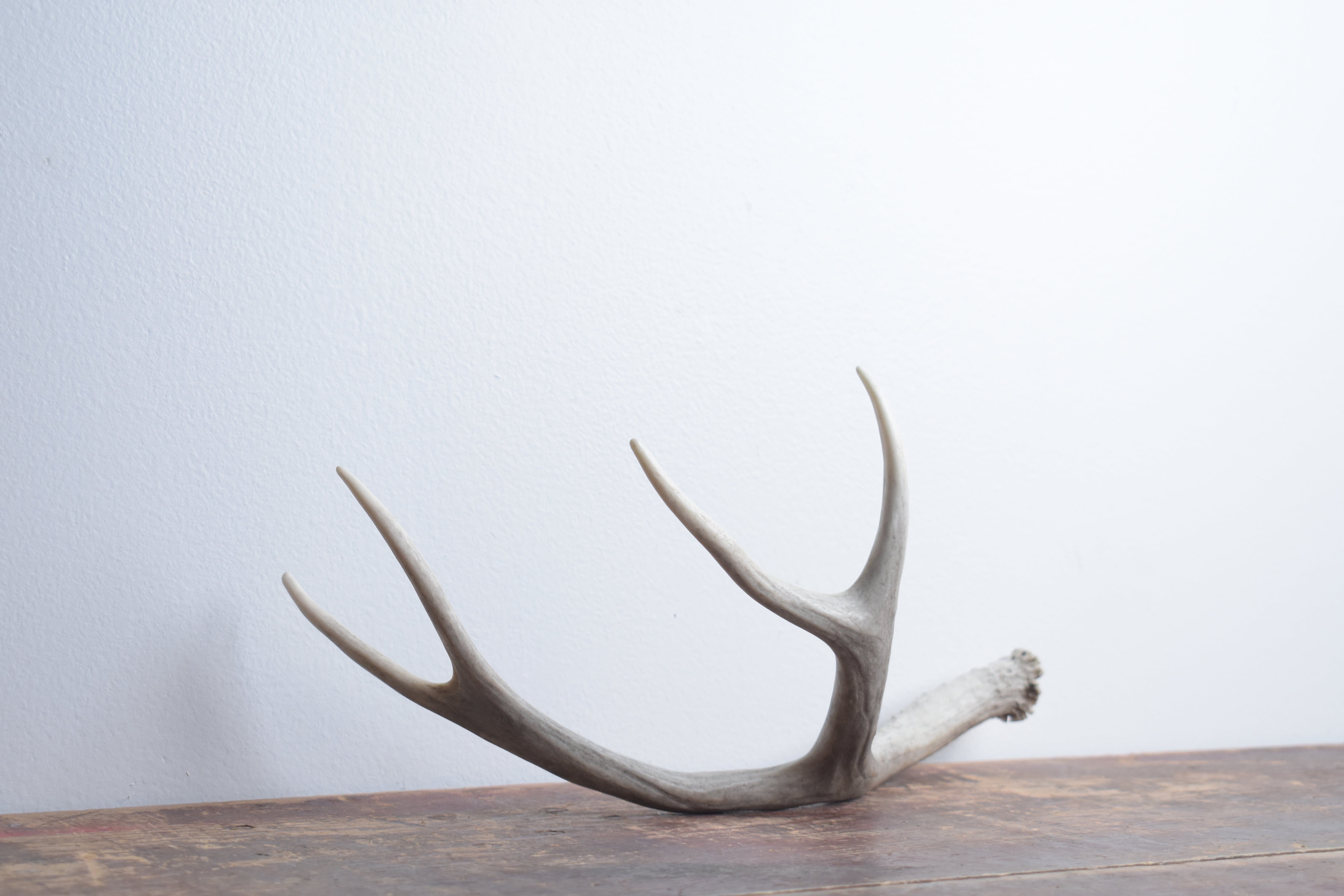 Mule Deer Antler | Medium Size | 51