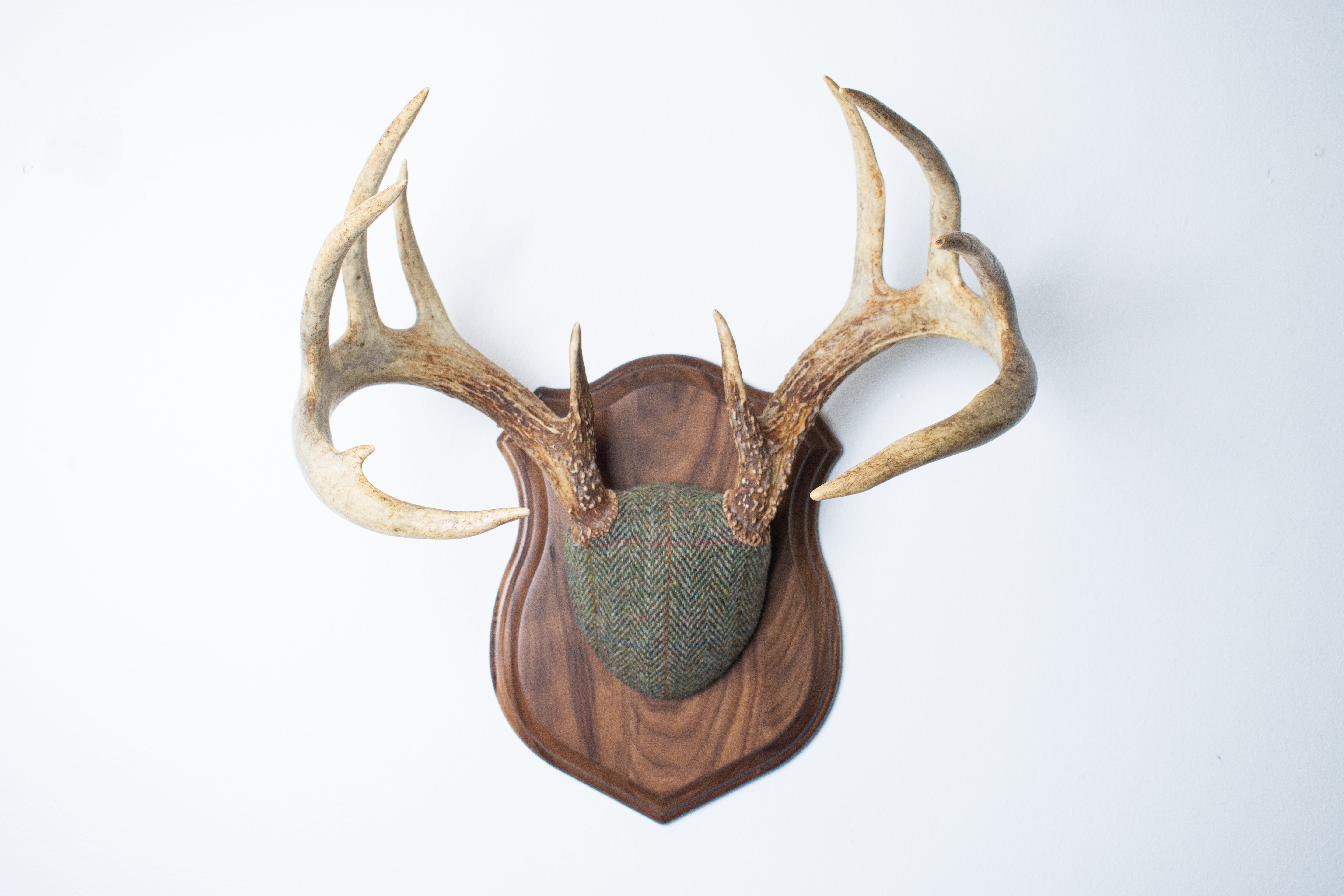 Whitetail Antler Mount | Green Herringbone | 02