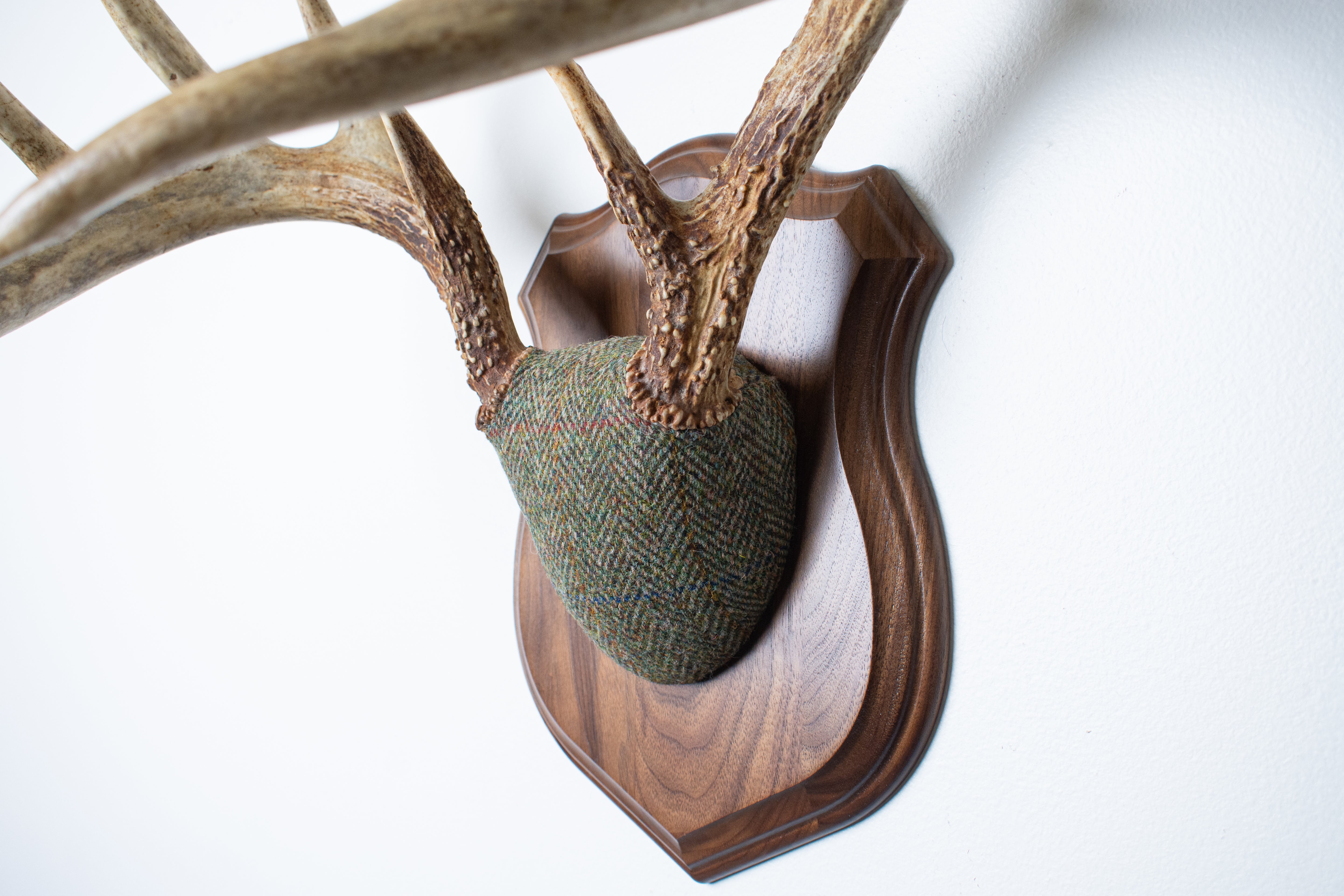 Whitetail Antler Mount | Green Herringbone | 02