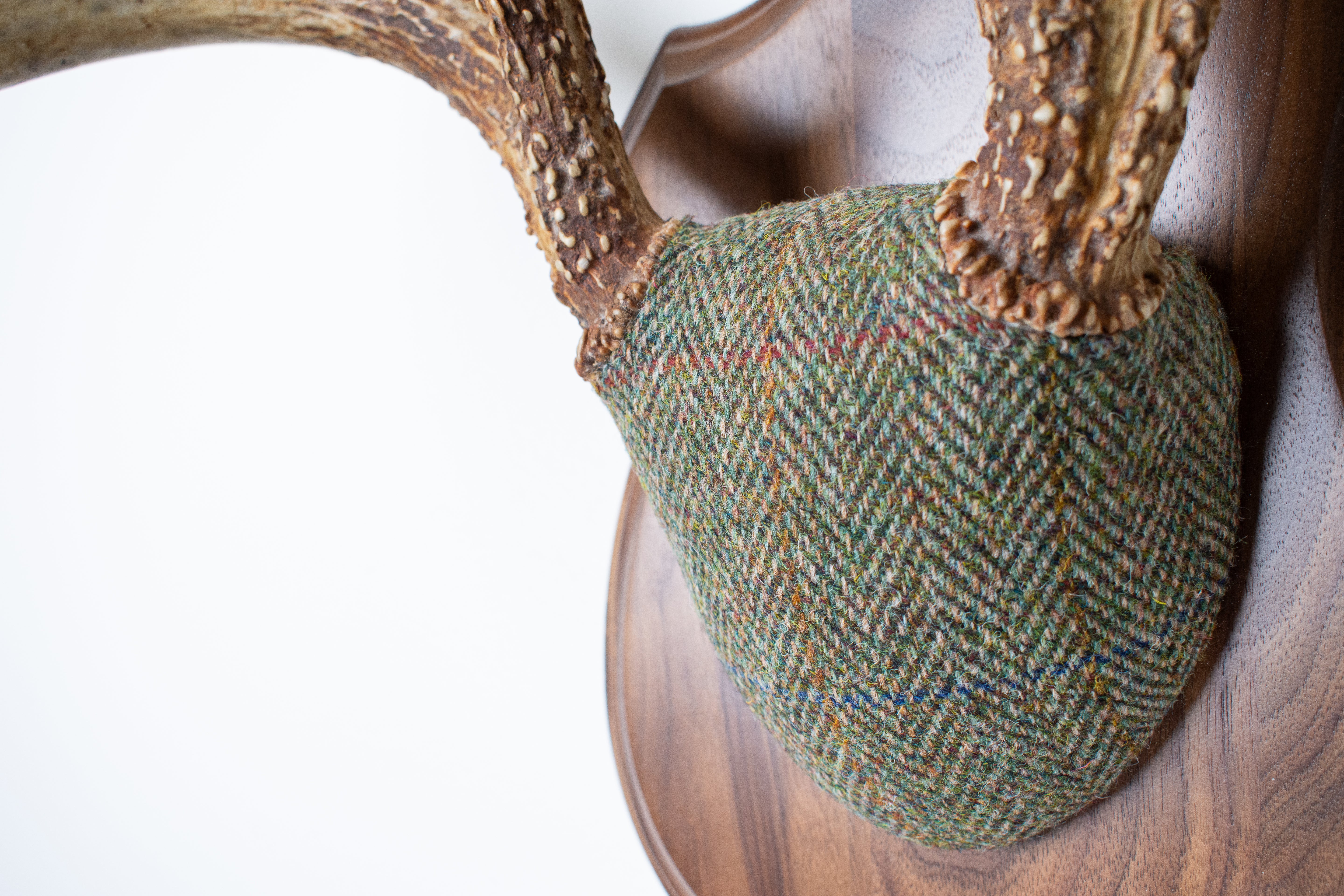 Whitetail Antler Mount | Green Herringbone | 02