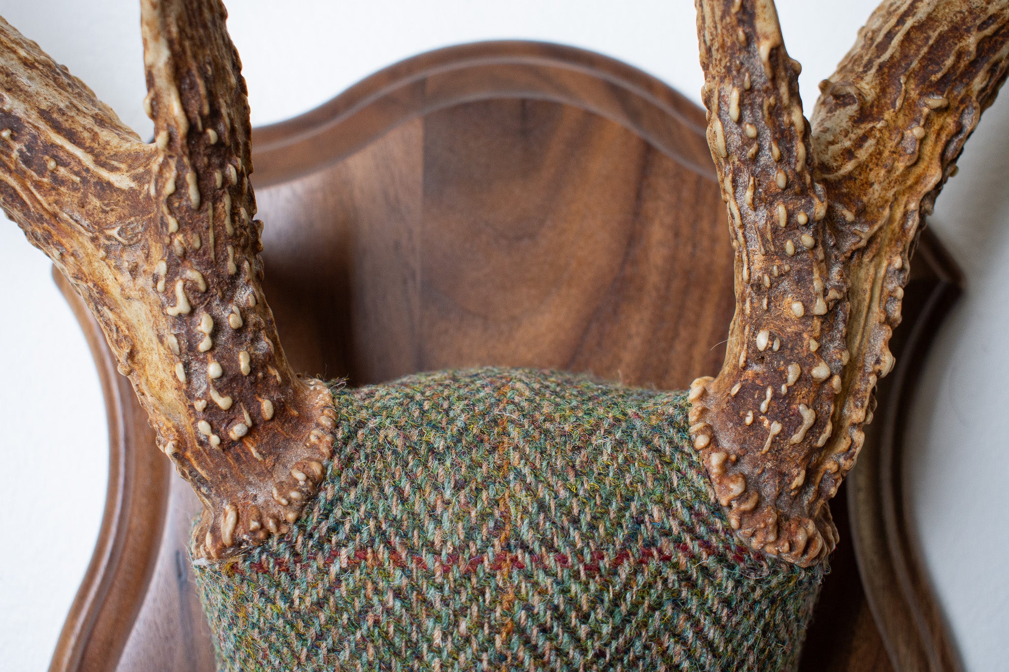 Whitetail Antler Mount | Green Herringbone | 02
