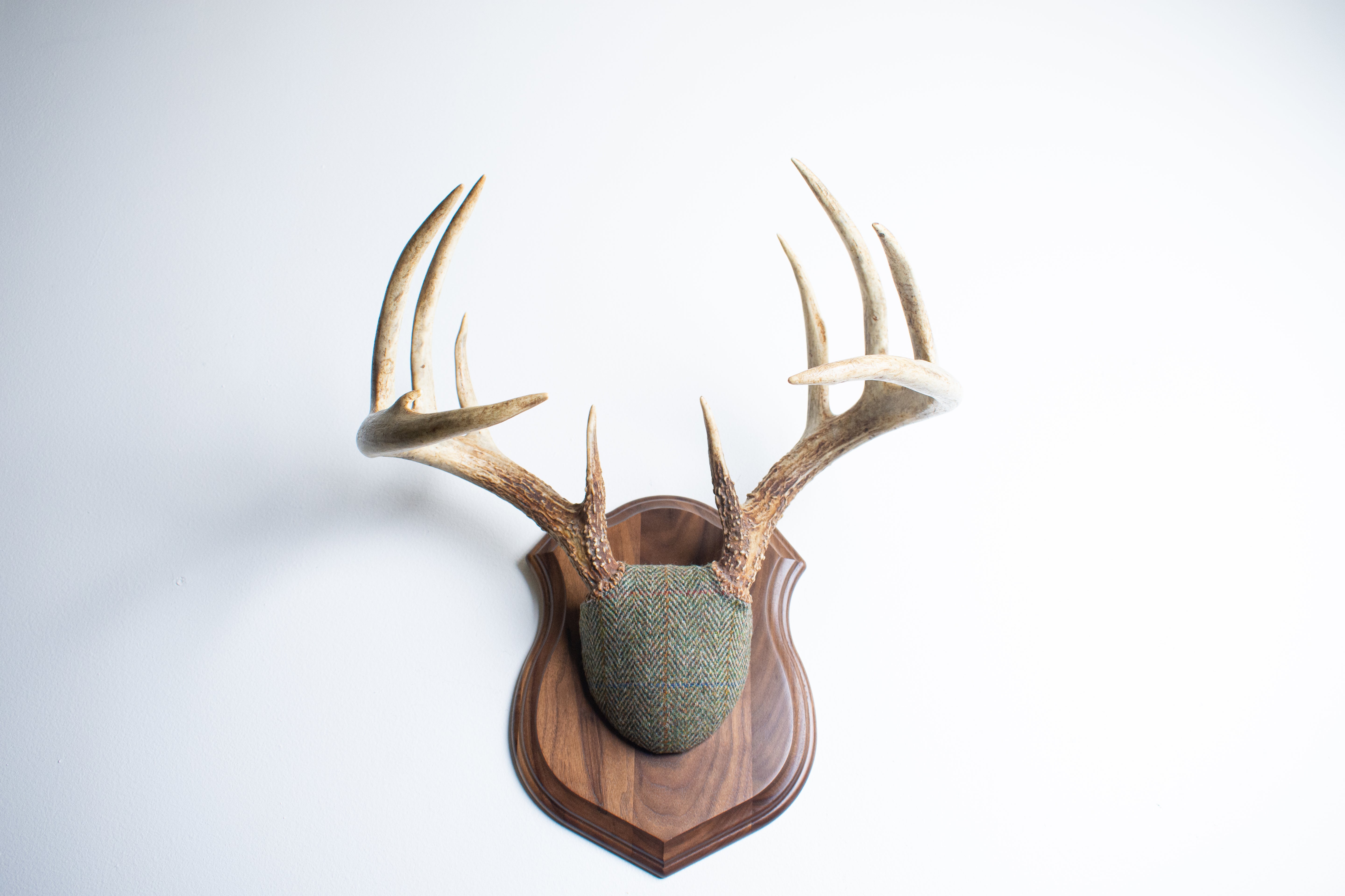Whitetail Antler Mount | Green Herringbone | 02