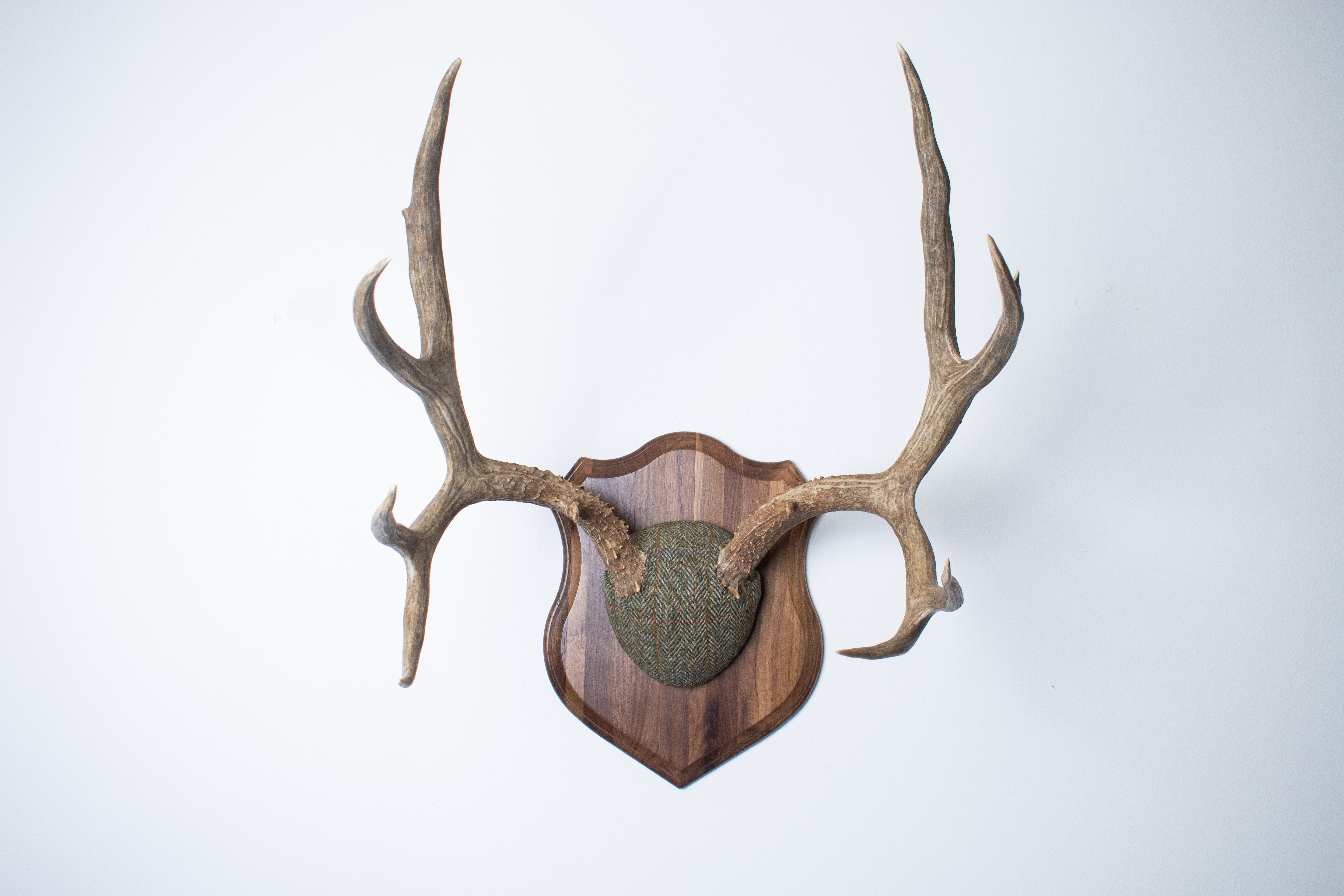 Mule Deer Antler Mount | Green Herringbone | 04