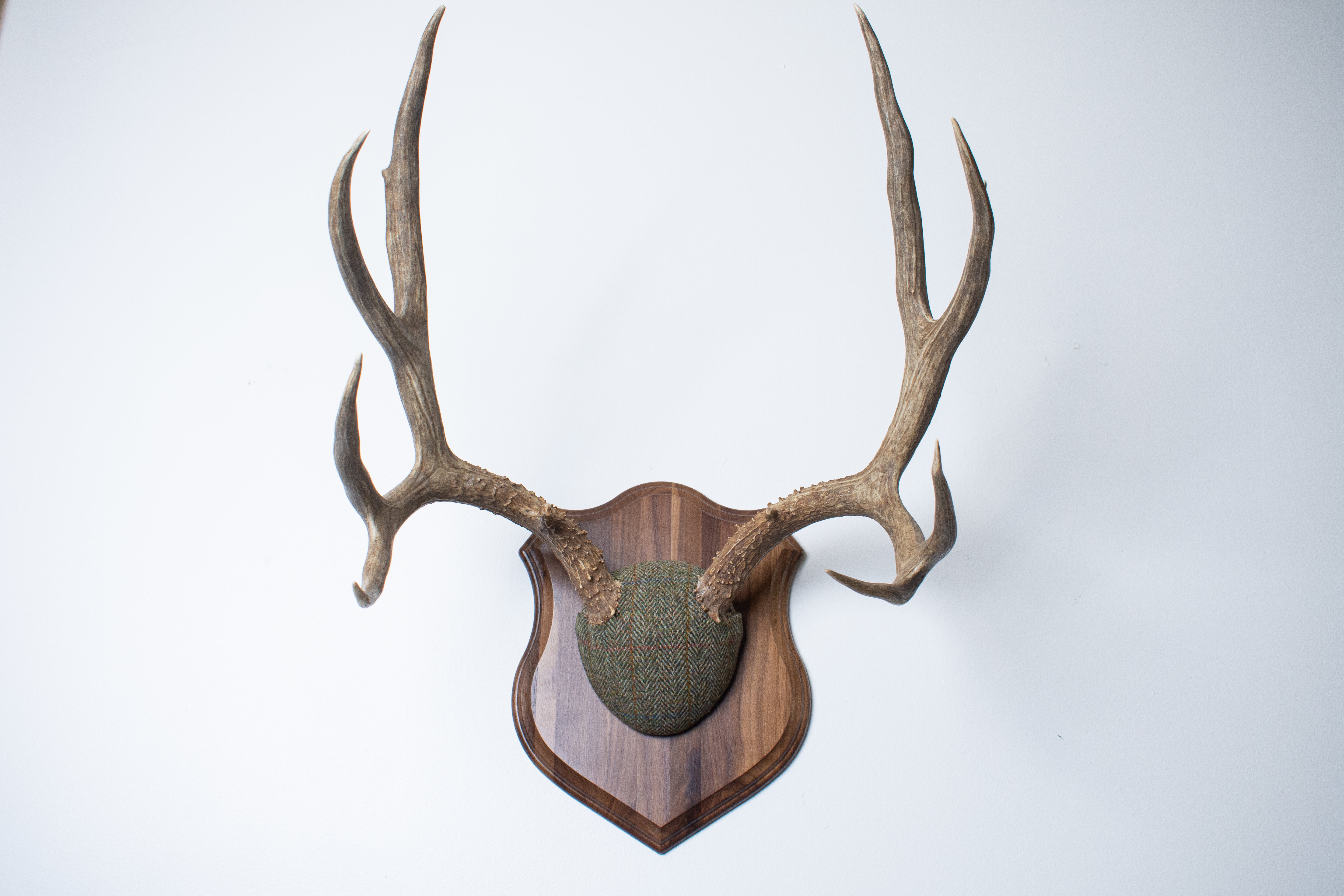 Mule Deer Antler Mount | Green Herringbone | 04