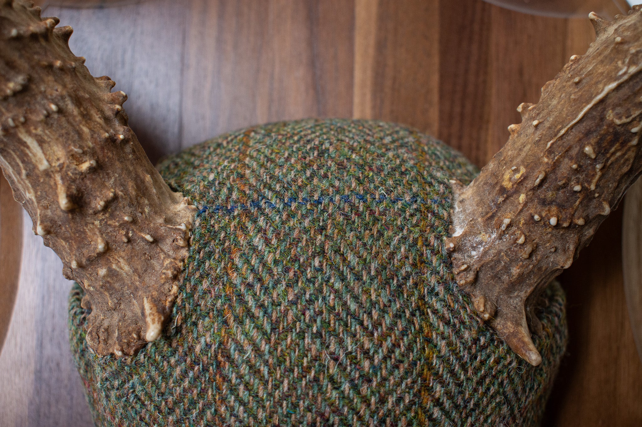 Mule Deer Antler Mount | Green Herringbone | 04