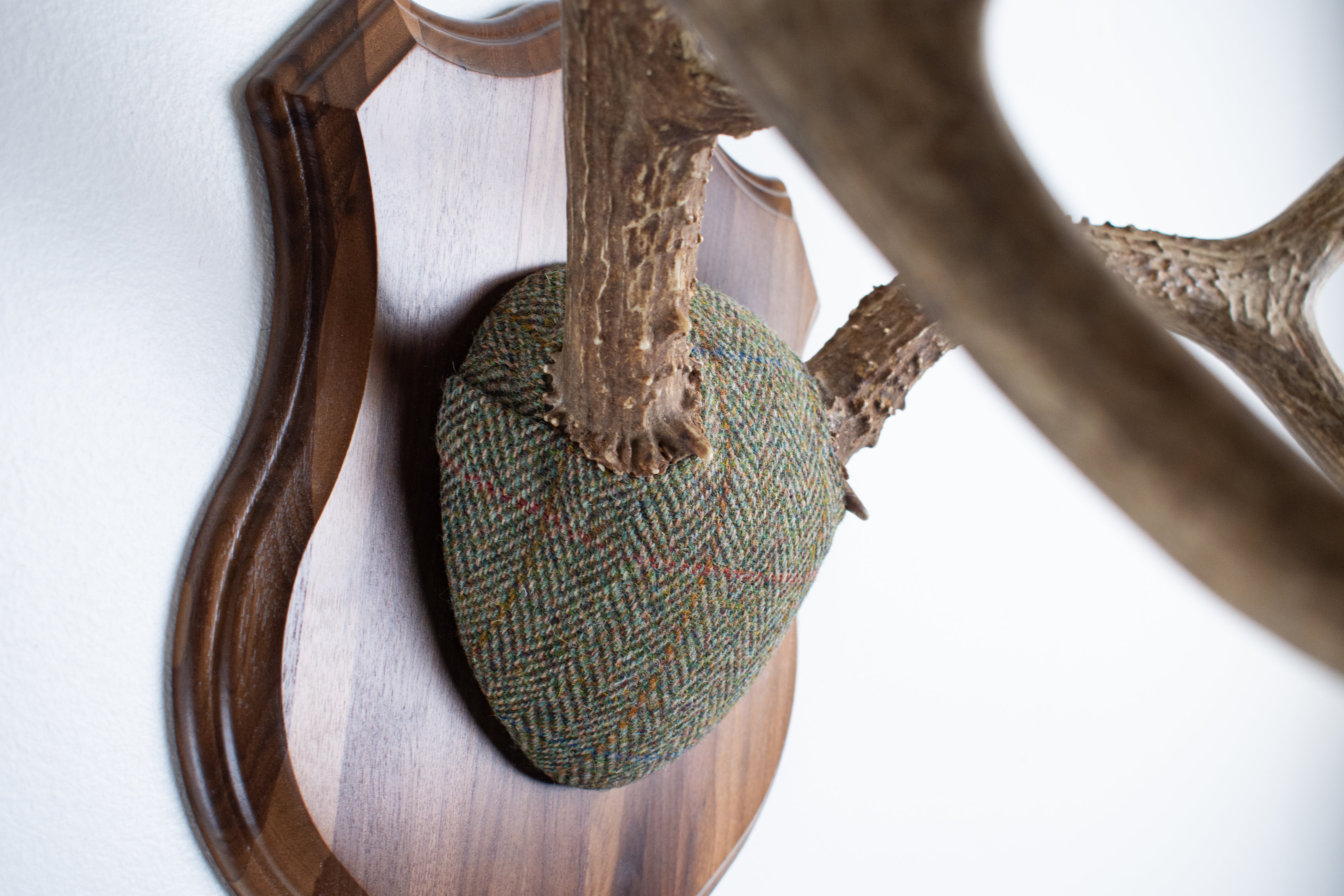 Mule Deer Antler Mount | Green Herringbone | 04