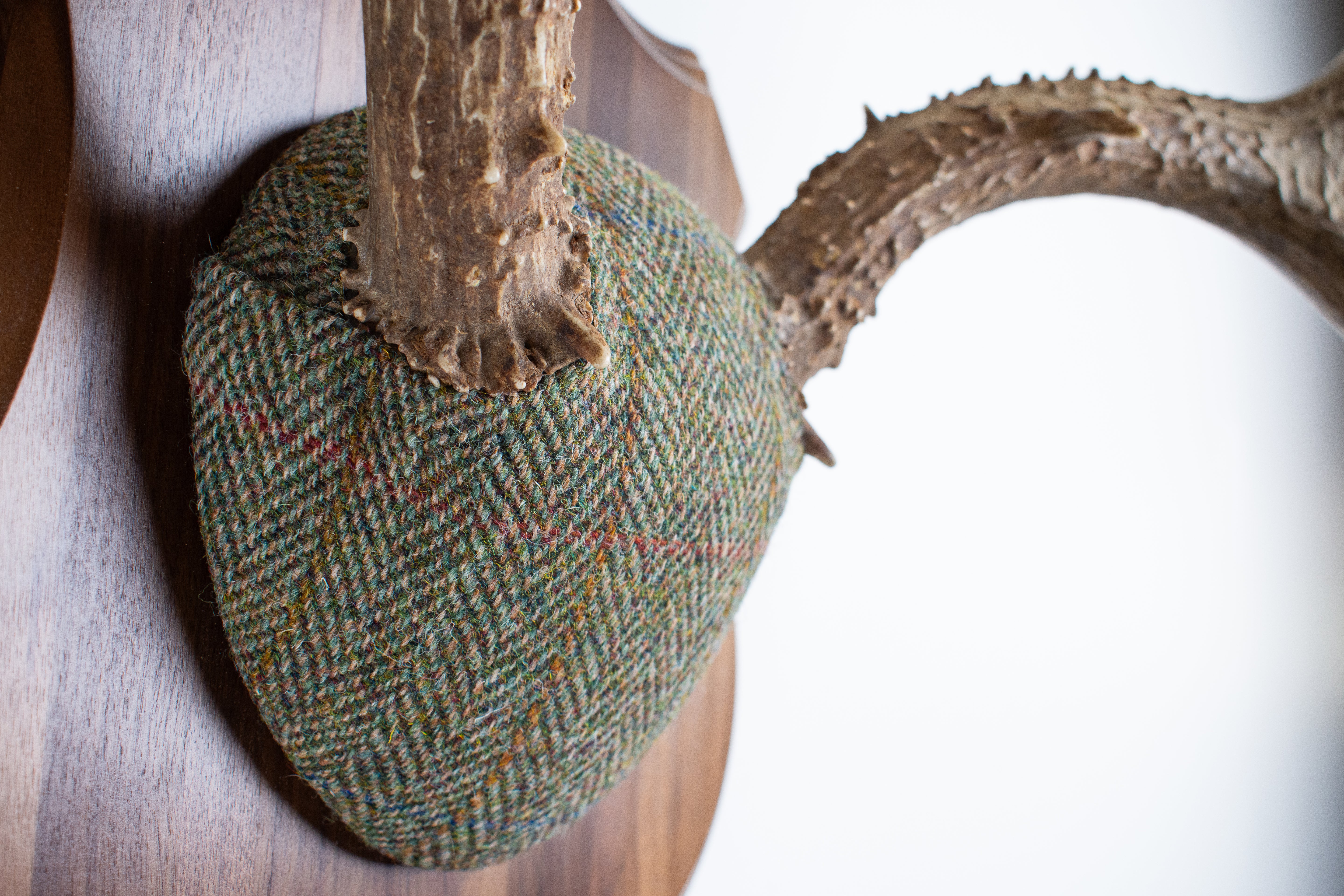 Mule Deer Antler Mount | Green Herringbone | 04