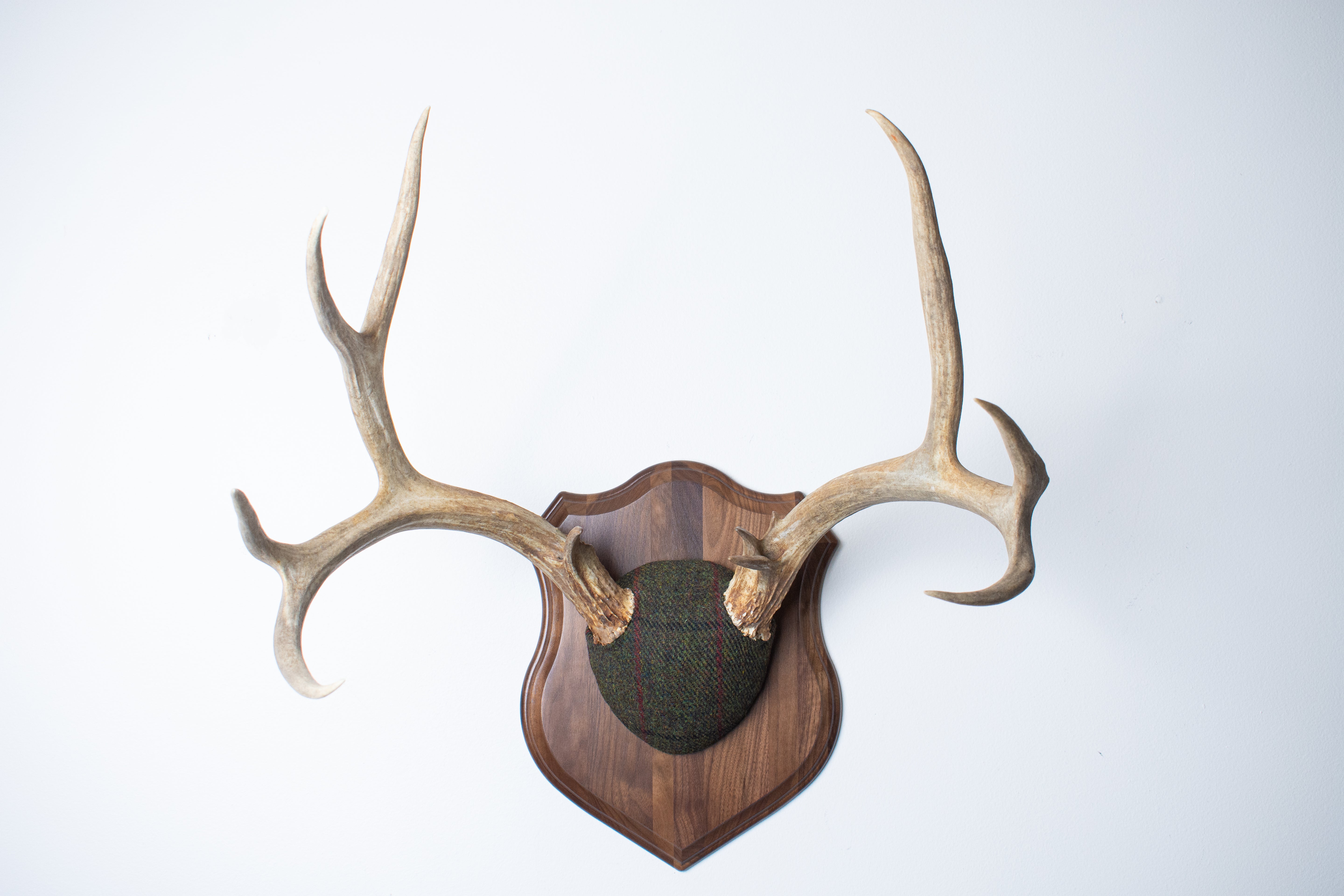 Mule Deer Antler Mount | Green, Black, & Red Overcheck | 06