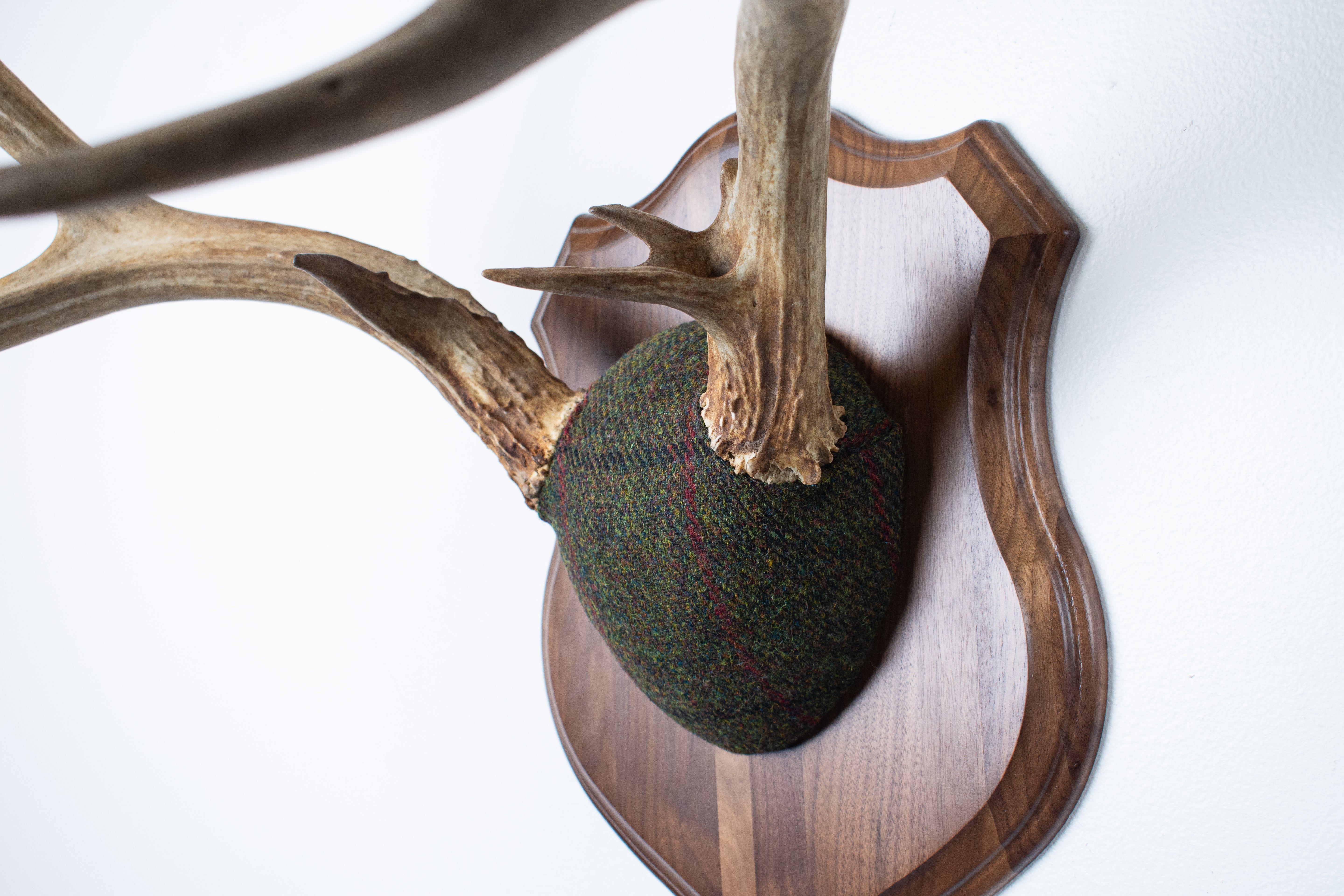 Mule Deer Antler Mount | Green, Black, & Red Overcheck | 06