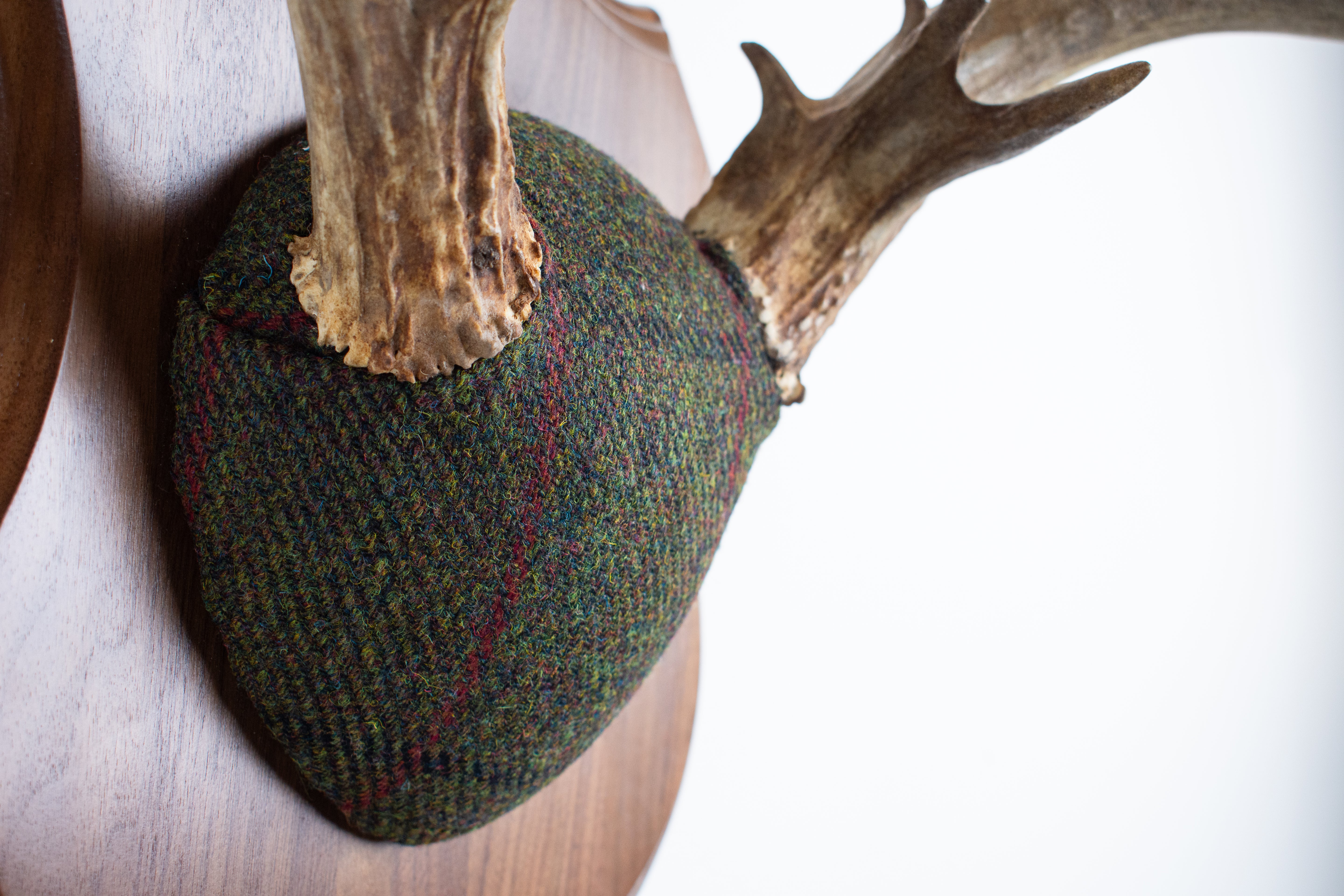 Mule Deer Antler Mount | Green, Black, & Red Overcheck | 06