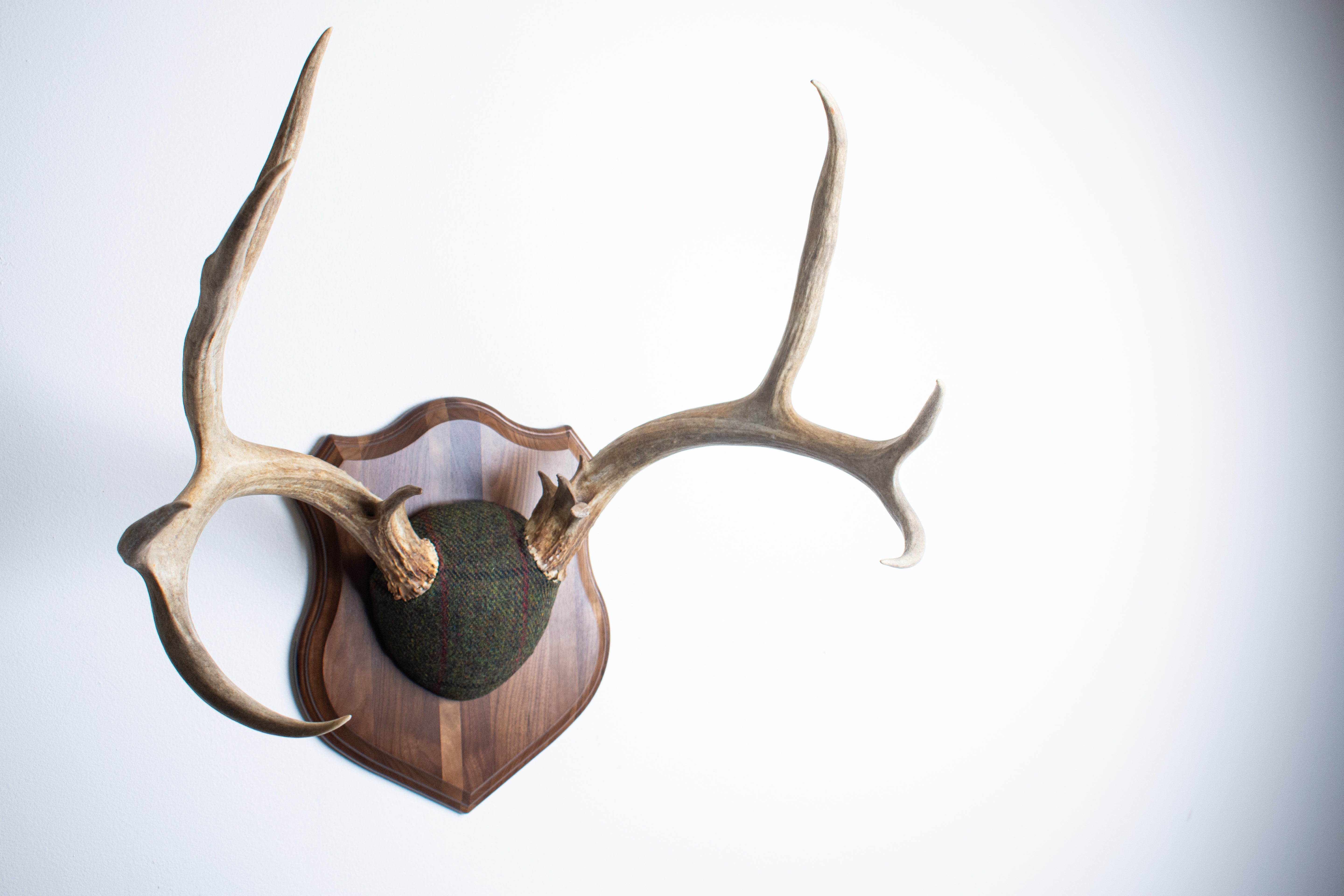 Mule Deer Antler Mount | Green, Black, & Red Overcheck | 06