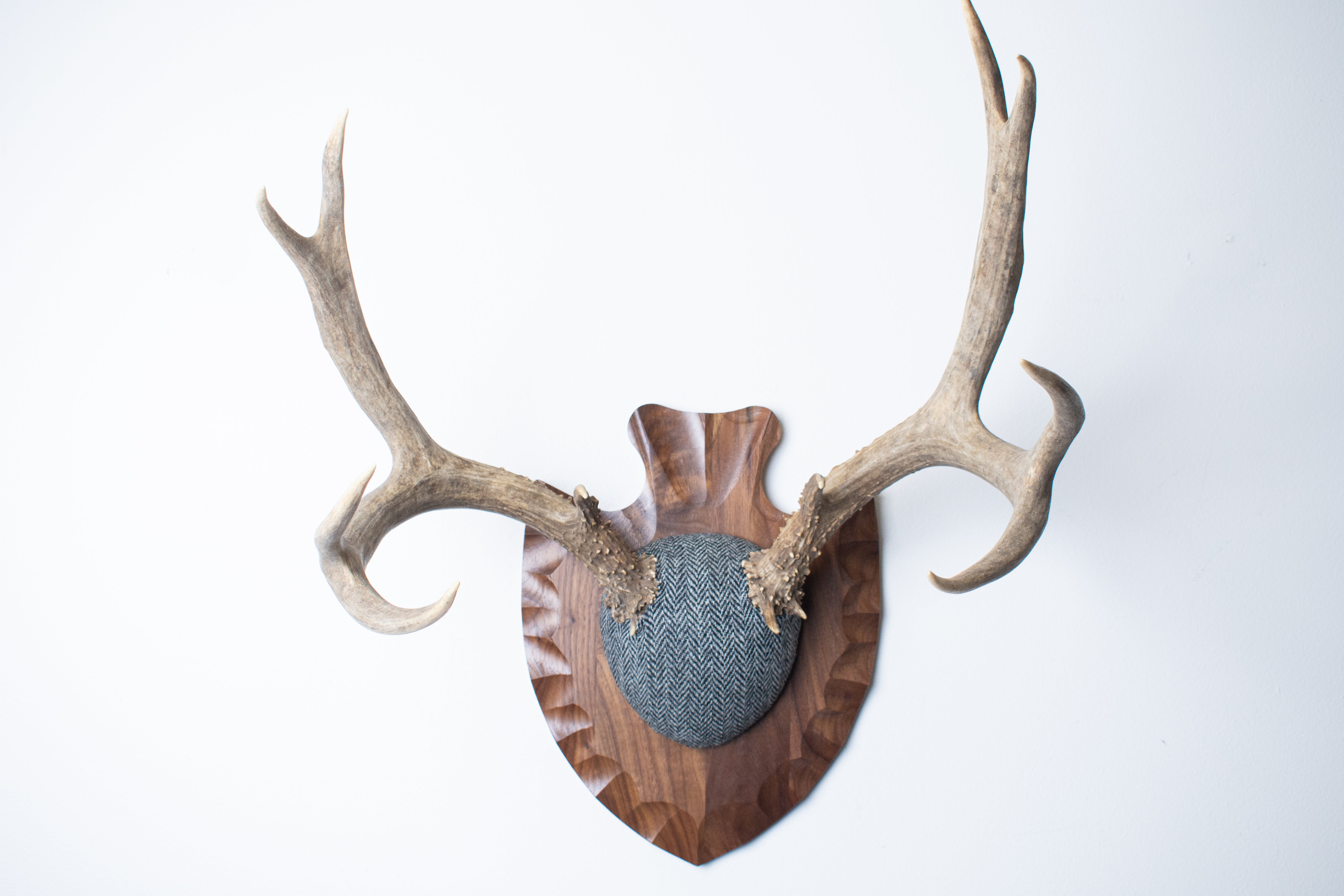 Mule Deer Antler Mount | Grey & Black Herringbone | 03
