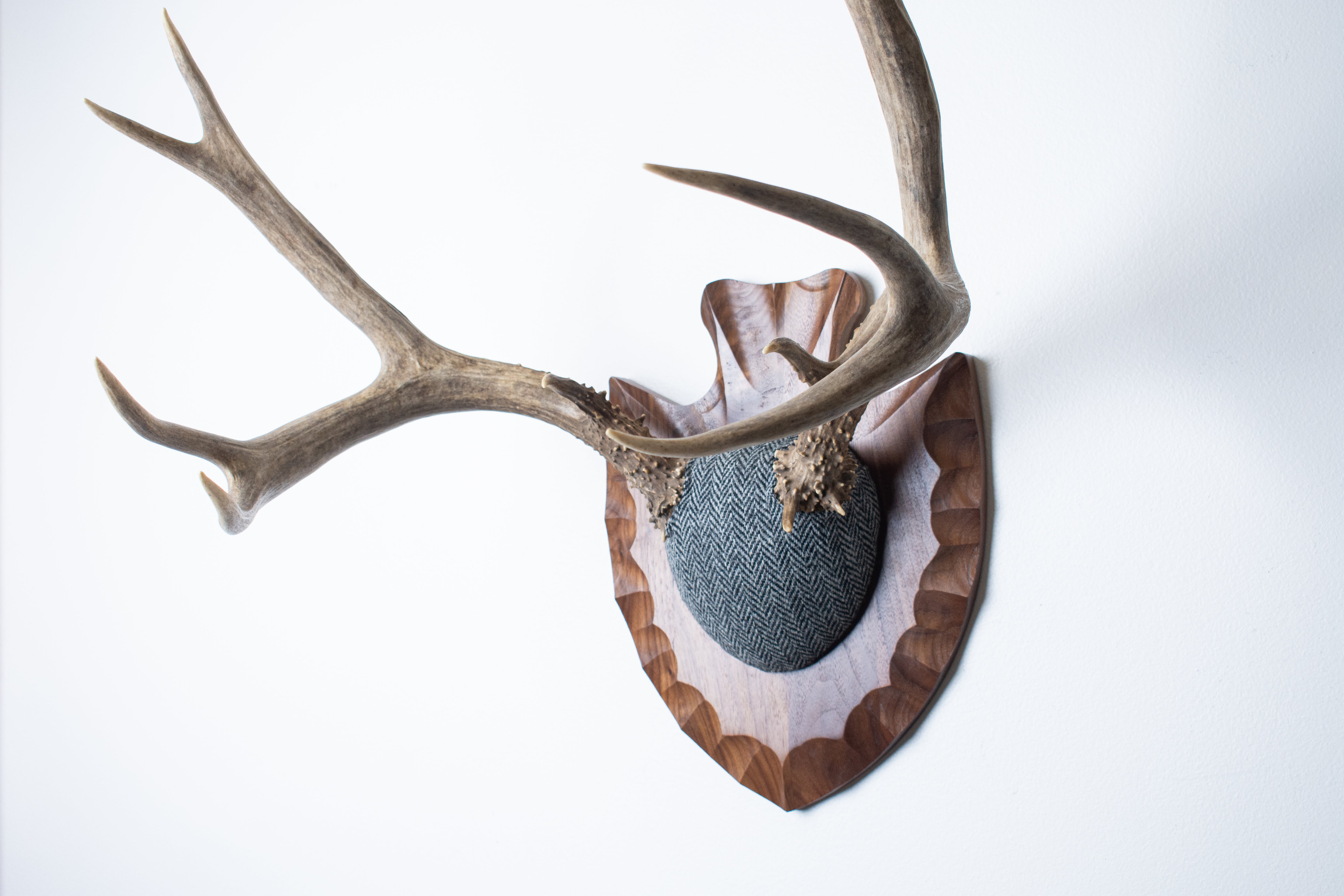 Mule Deer Antler Mount | Grey & Black Herringbone | 03