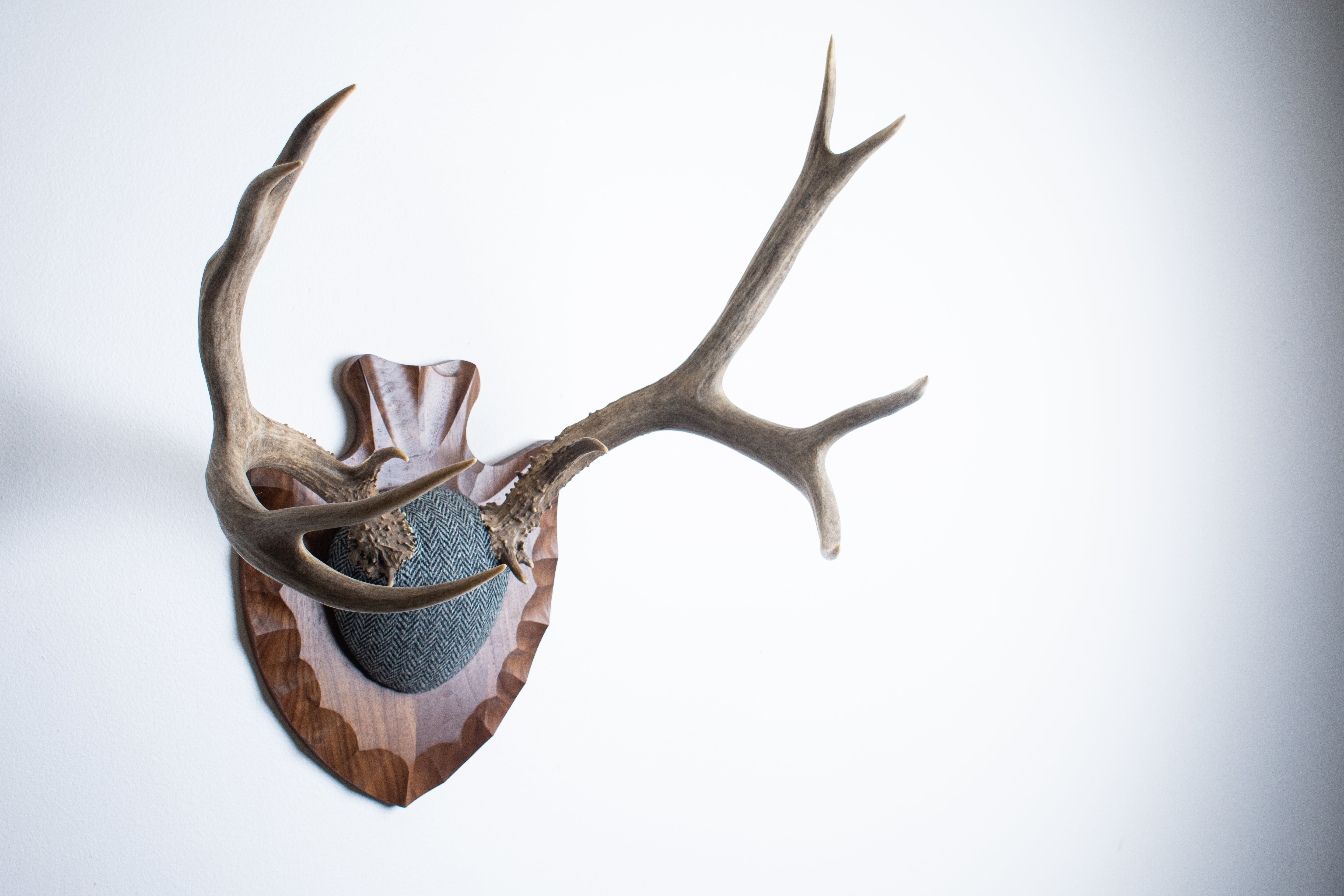 Mule Deer Antler Mount | Grey & Black Herringbone | 03