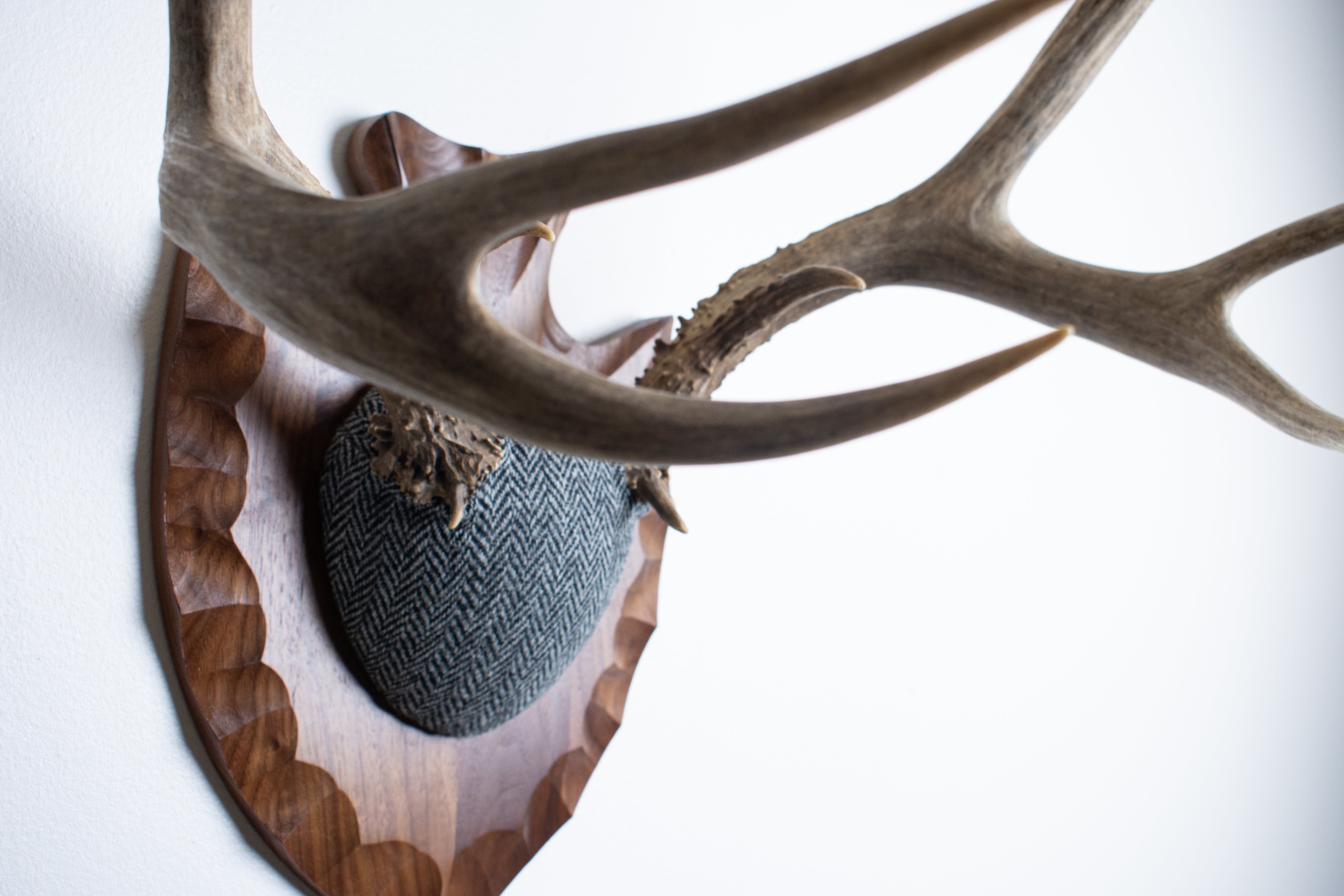 Mule Deer Antler Mount | Grey & Black Herringbone | 03