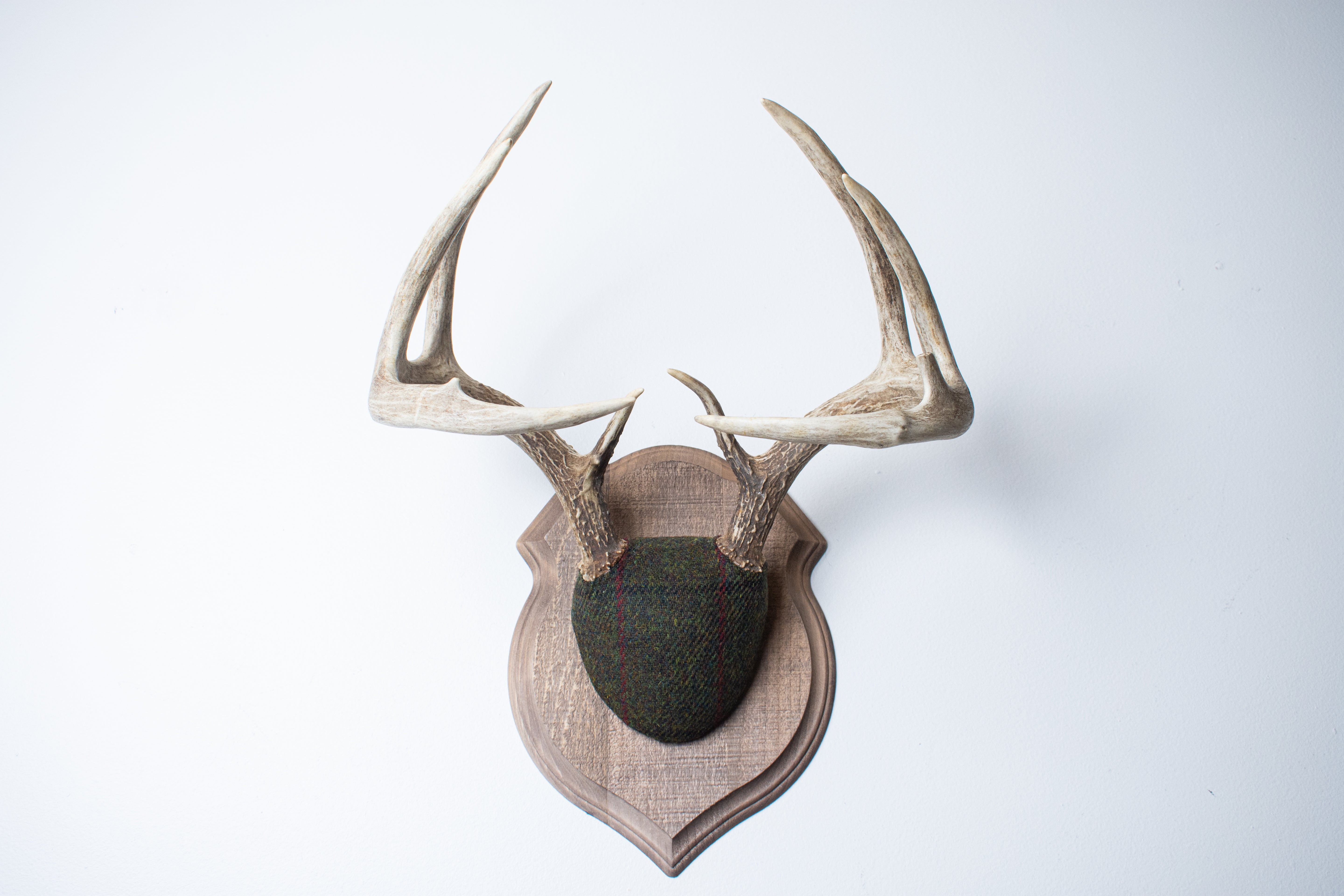 Whitetail Deer Antler Mount | Green, Black, & Red Overcheck | 05
