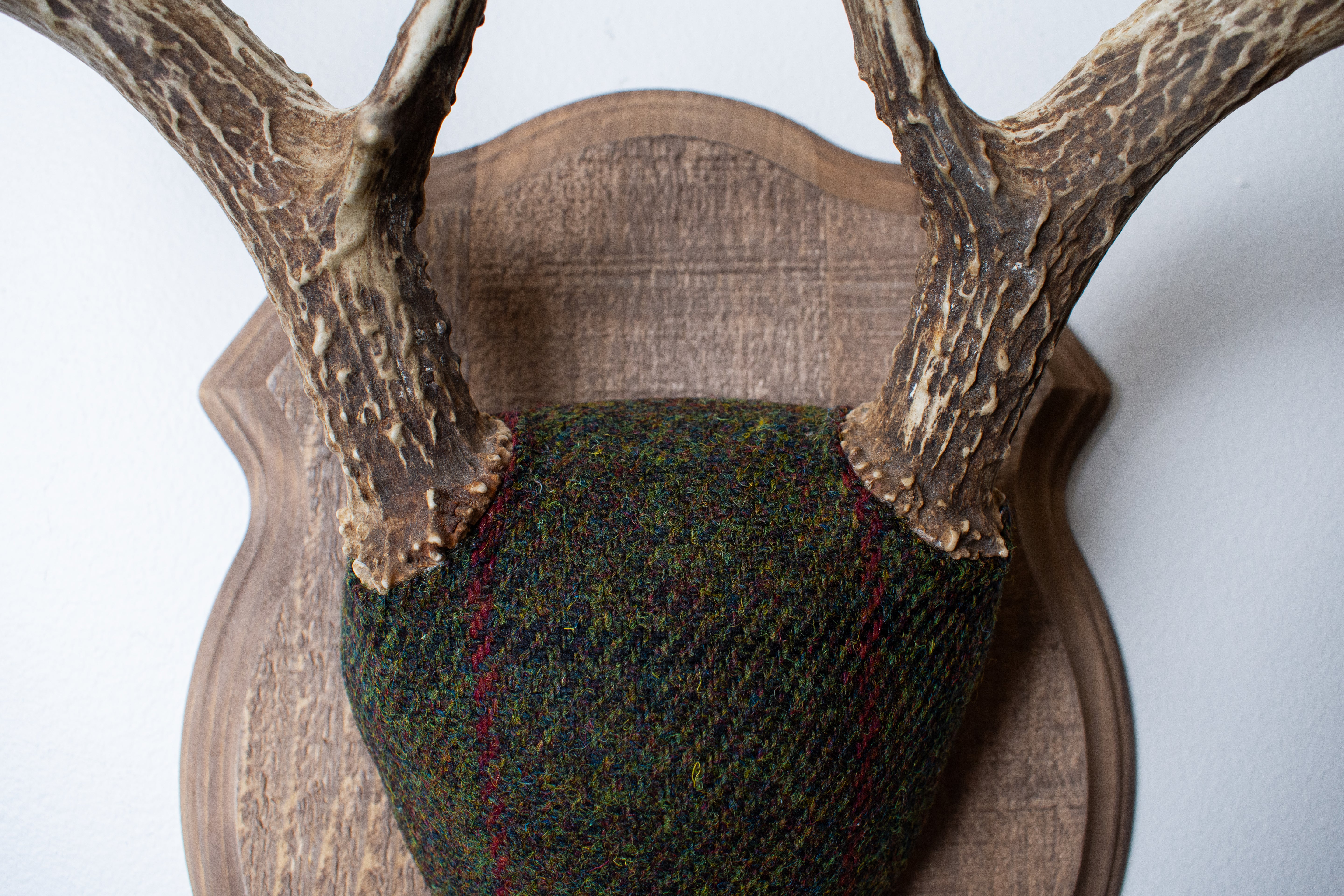 Whitetail Deer Antler Mount | Green, Black, & Red Overcheck | 05