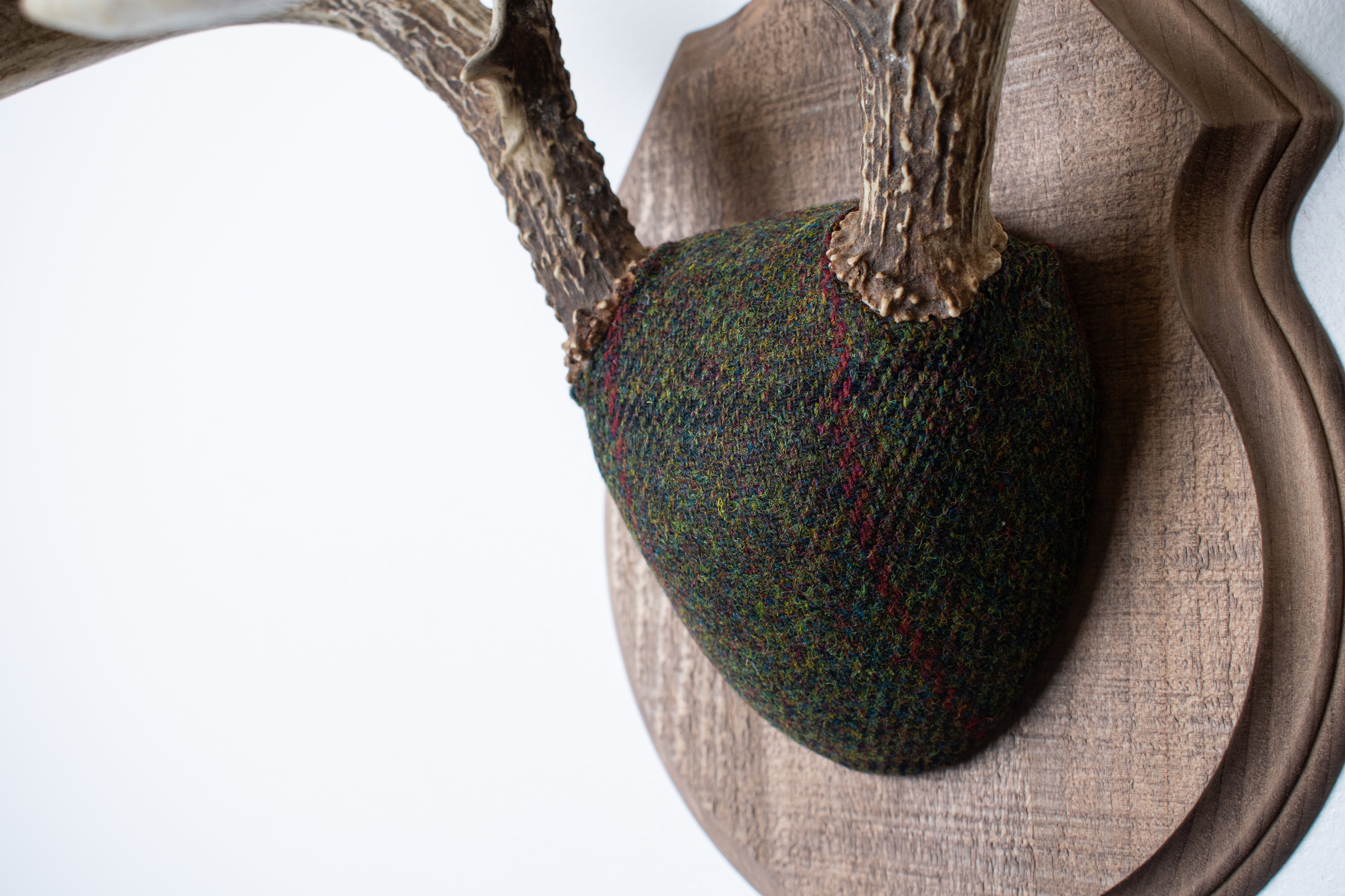 Whitetail Deer Antler Mount | Green, Black, & Red Overcheck | 05