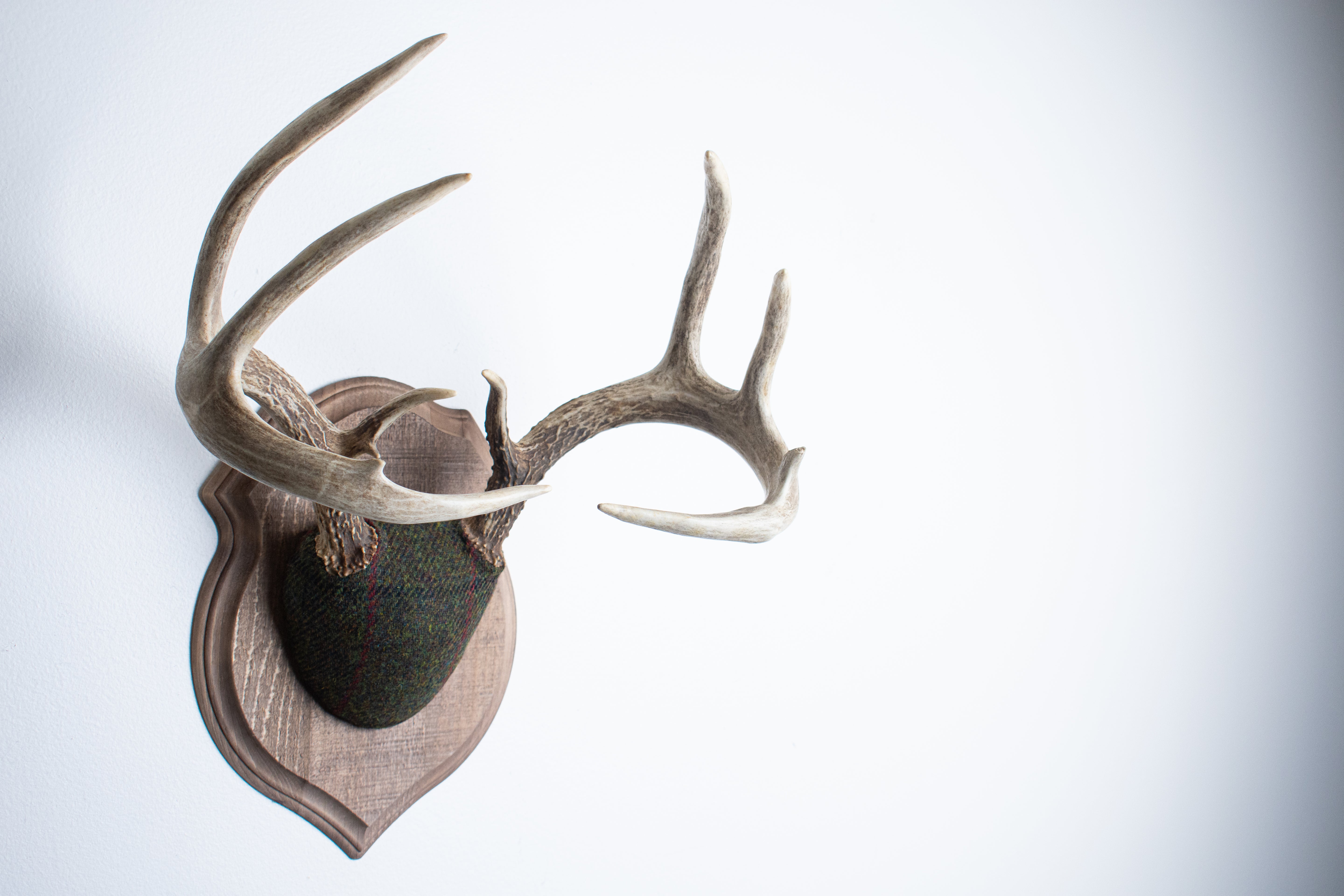 Whitetail Deer Antler Mount | Green, Black, & Red Overcheck | 05