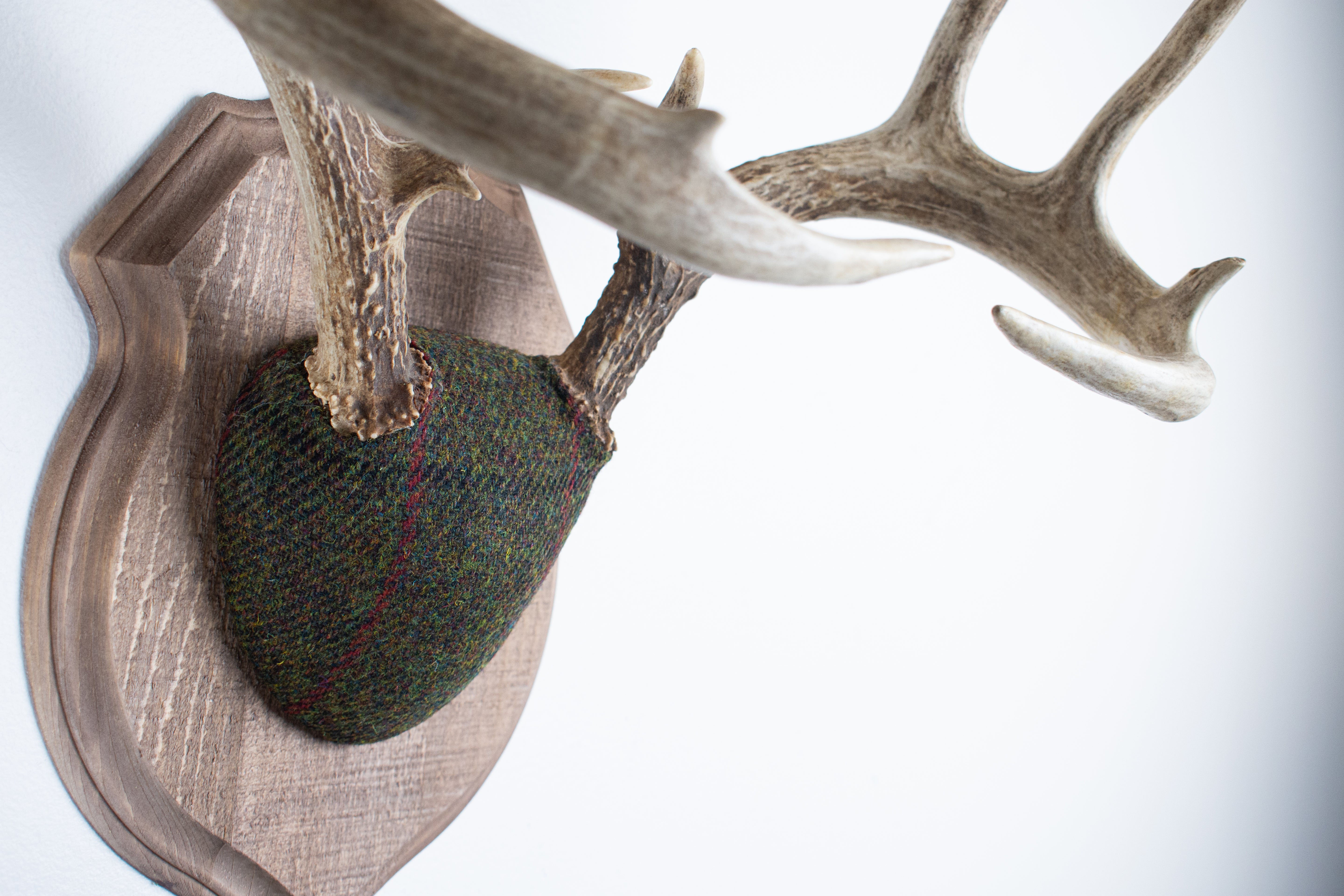 Whitetail Deer Antler Mount | Green, Black, & Red Overcheck | 05