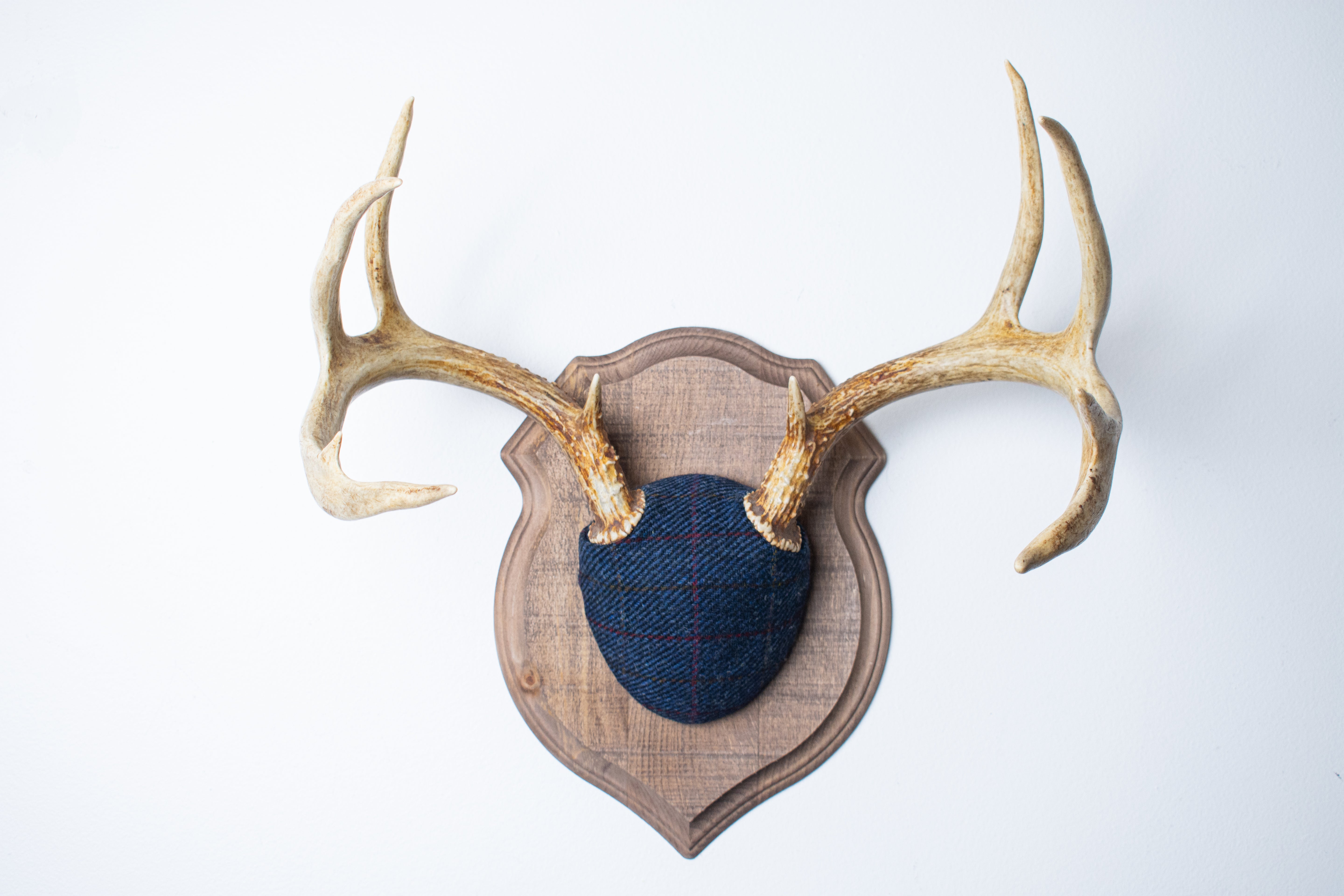 Whitetail Deer Antler Mount | Blue with Red Overcheck | 07