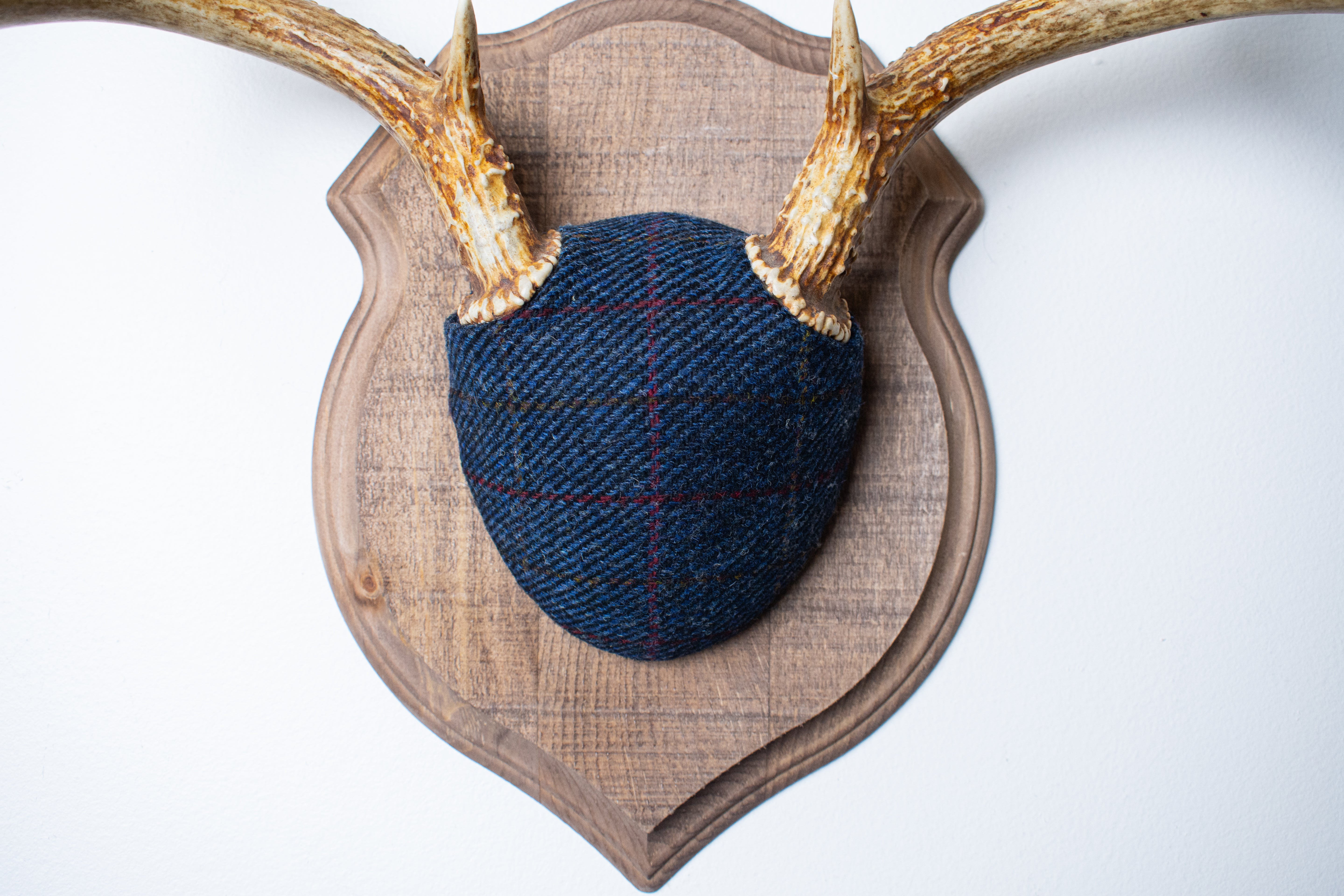 Whitetail Deer Antler Mount | Blue with Red Overcheck | 07